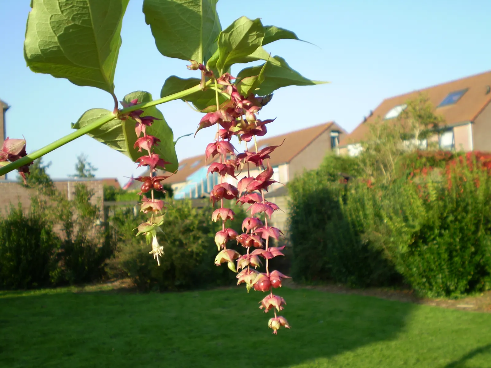Himalayan Honeysuckle (Leycesteria formosa) — the Himalayan Honeysuckle's cascading flowers and berries make it a conversation piece in any garden setting; red