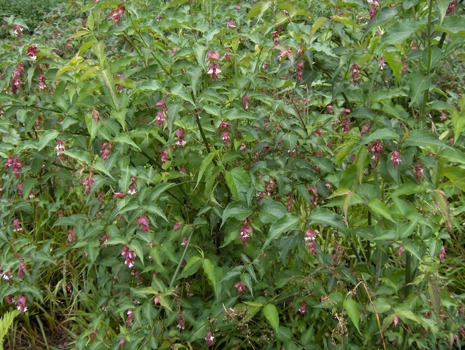 Himalayan Honeysuckle (Leycesteria formosa) — arching canes which can reach a height of 6 to 8 feet; commonly known as Himalayan Honeysuckle