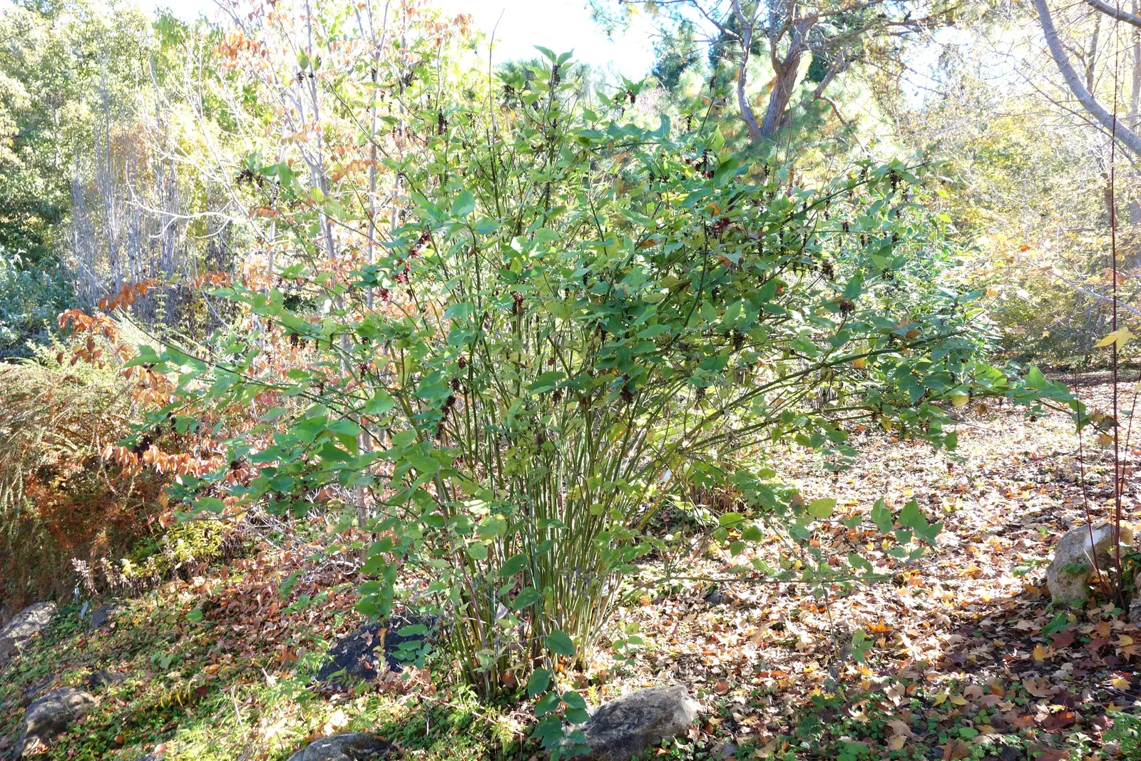 Himalayan Honeysuckle (Leycesteria formosa) — the shrub blooms with drooping clusters of fragrant white flowers surrounded by showy