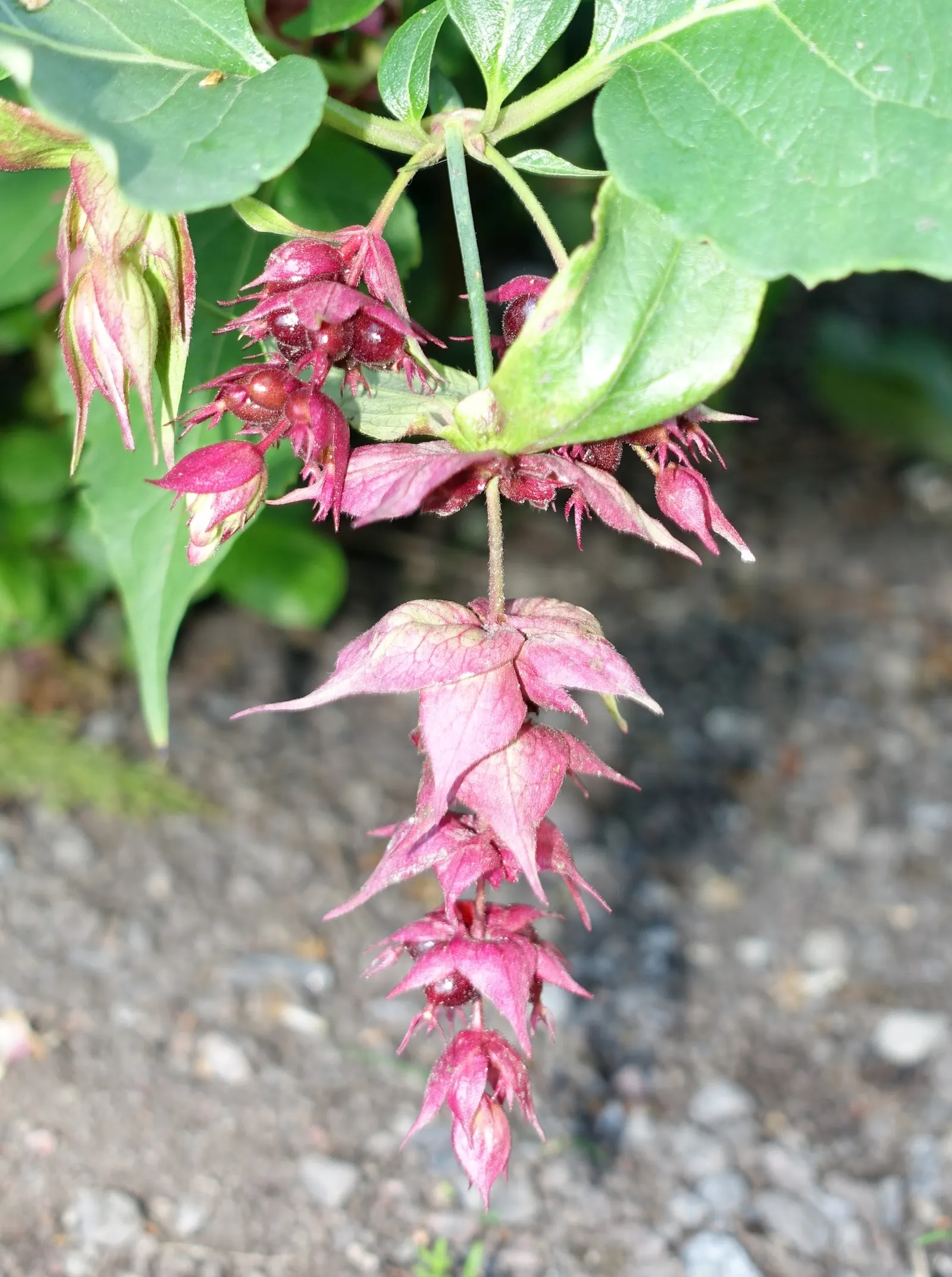 Himalayan Honeysuckle (Leycesteria formosa) — shrub for full or half; the Himalayan Honeysuckle's cascading flowers and berries make it a conversation piece in