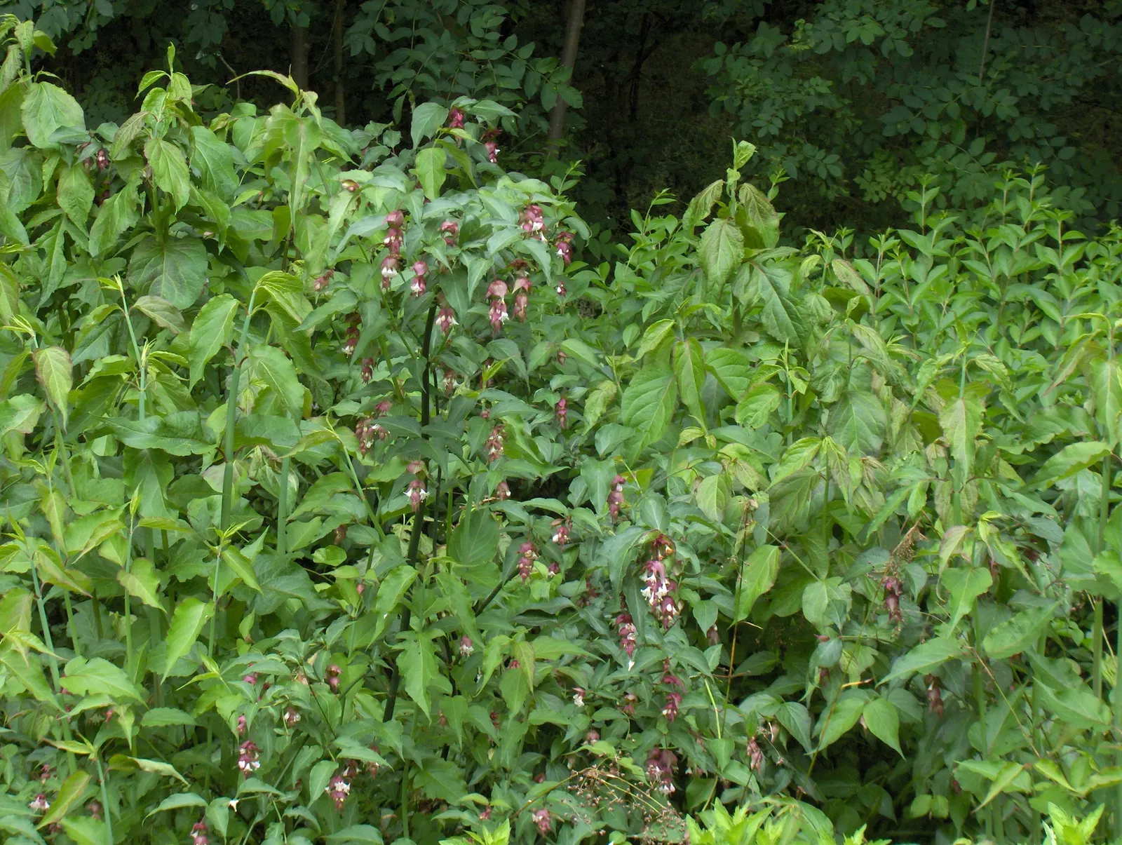 Himalayan Honeysuckle (Leycesteria formosa) — commonly known as Himalayan Honeysuckle or Pheasant Berry; is a deciduous shrub with graceful