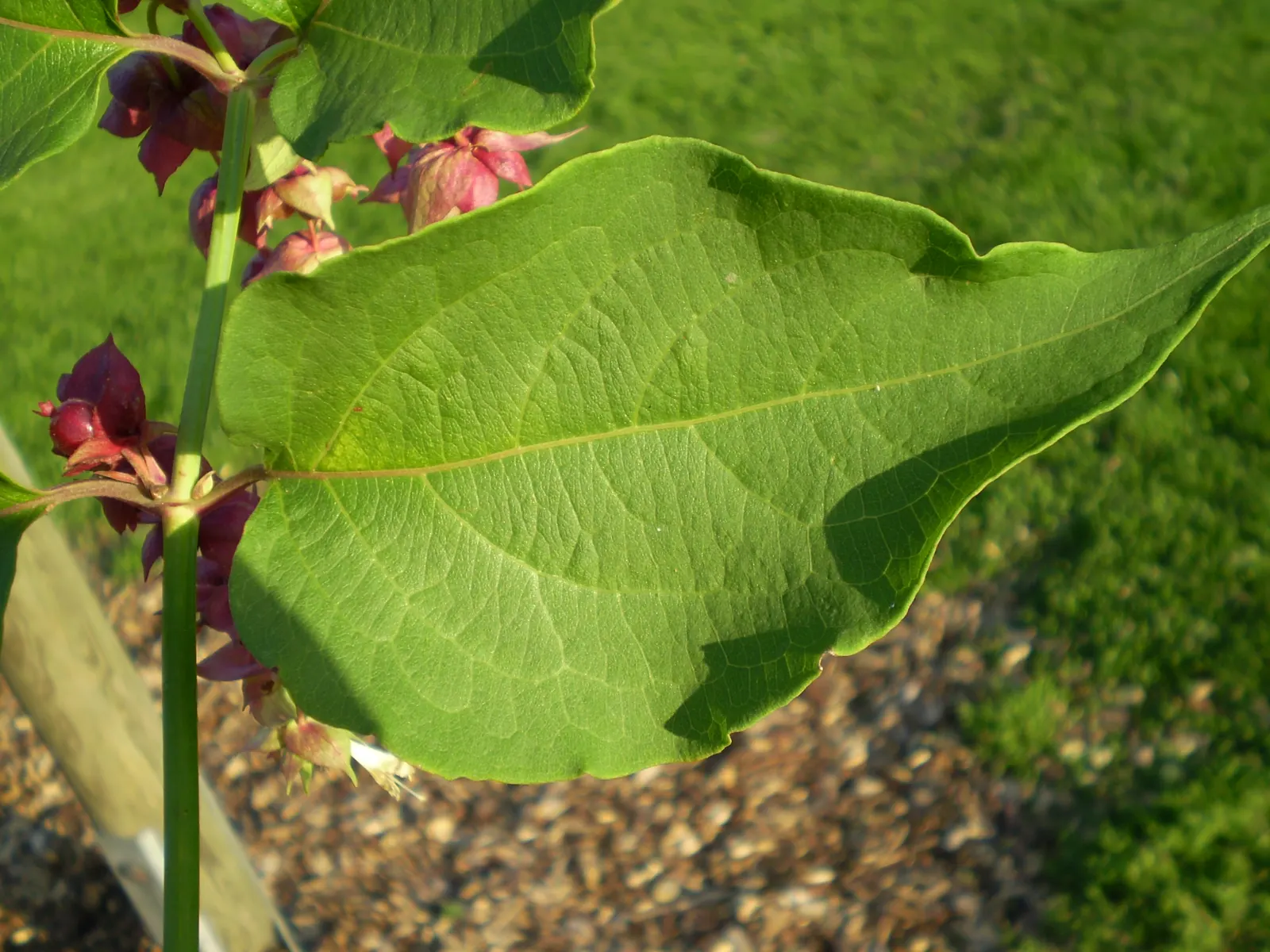 Himalayan Honeysuckle (Leycesteria formosa) — attracting butterflies and birds; arching canes which can reach a height of 6 to 8 feet, image 71