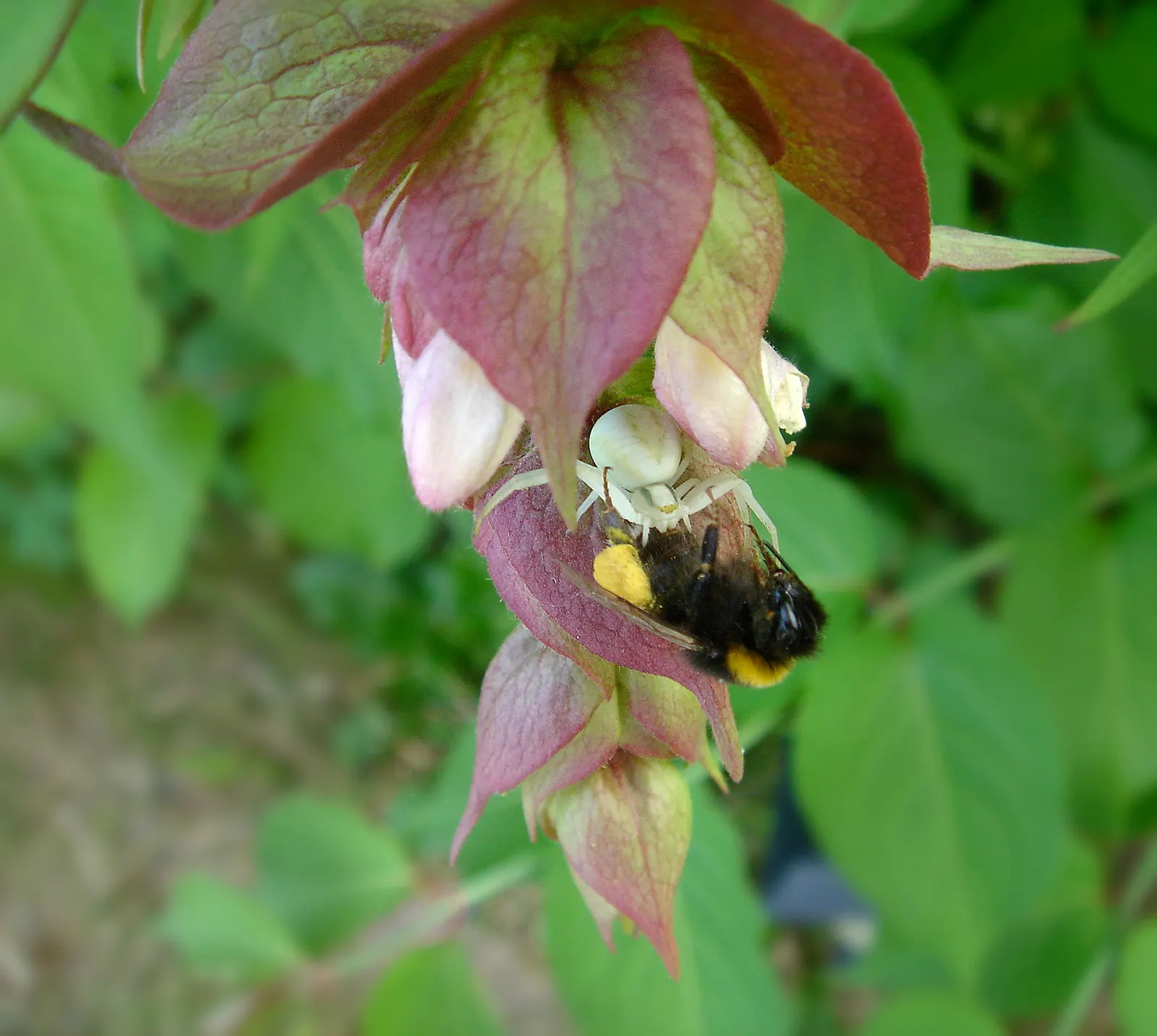 Himalayan Honeysuckle (Leycesteria formosa) — pendulous clusters of white flowers and purple bracts add a dramatic flair; reaching up to 6 feet, image 48