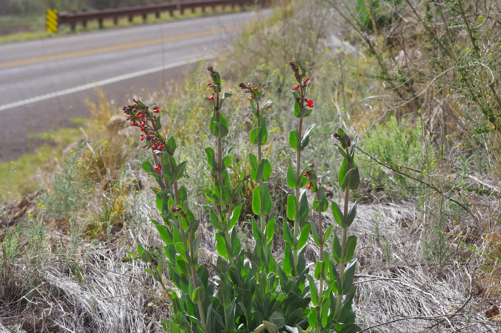 Wright's Penstemon (Penstemon Wrightii) — This drought-tolerant native prefers well-drained soil and thrives in full sun to partial shade
