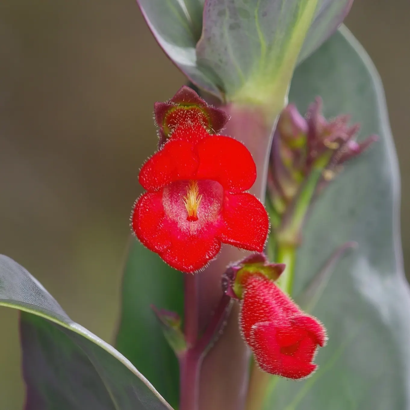 Wright's Penstemon (Penstemon Wrightii) — Wright's Penstemon (Penstemon wrightii) is a vibrant perennial offering tubular, hot pink to violet blooms