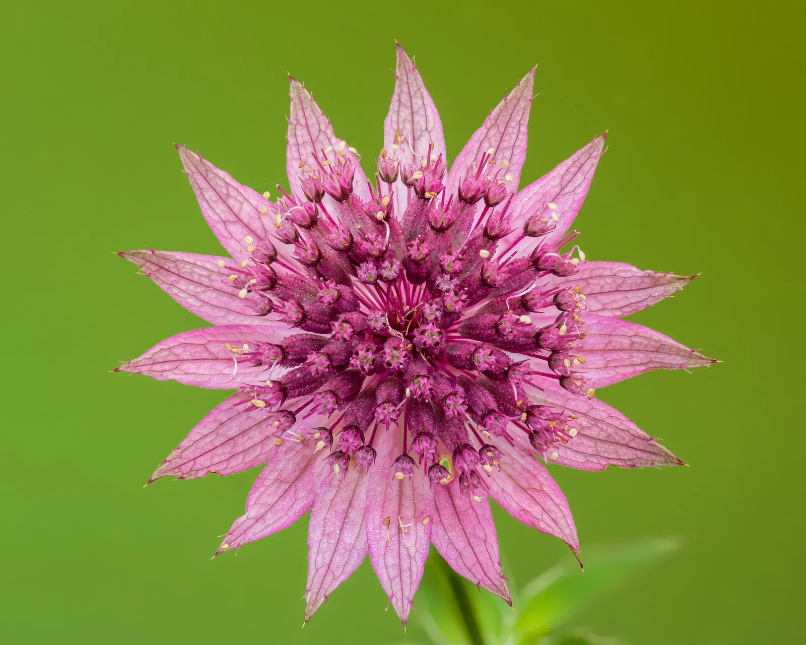 Masterwort (Astrantia Major) — or other shade-loving perennials for a woodland aesthetic; deep green leaves are subtly attractive