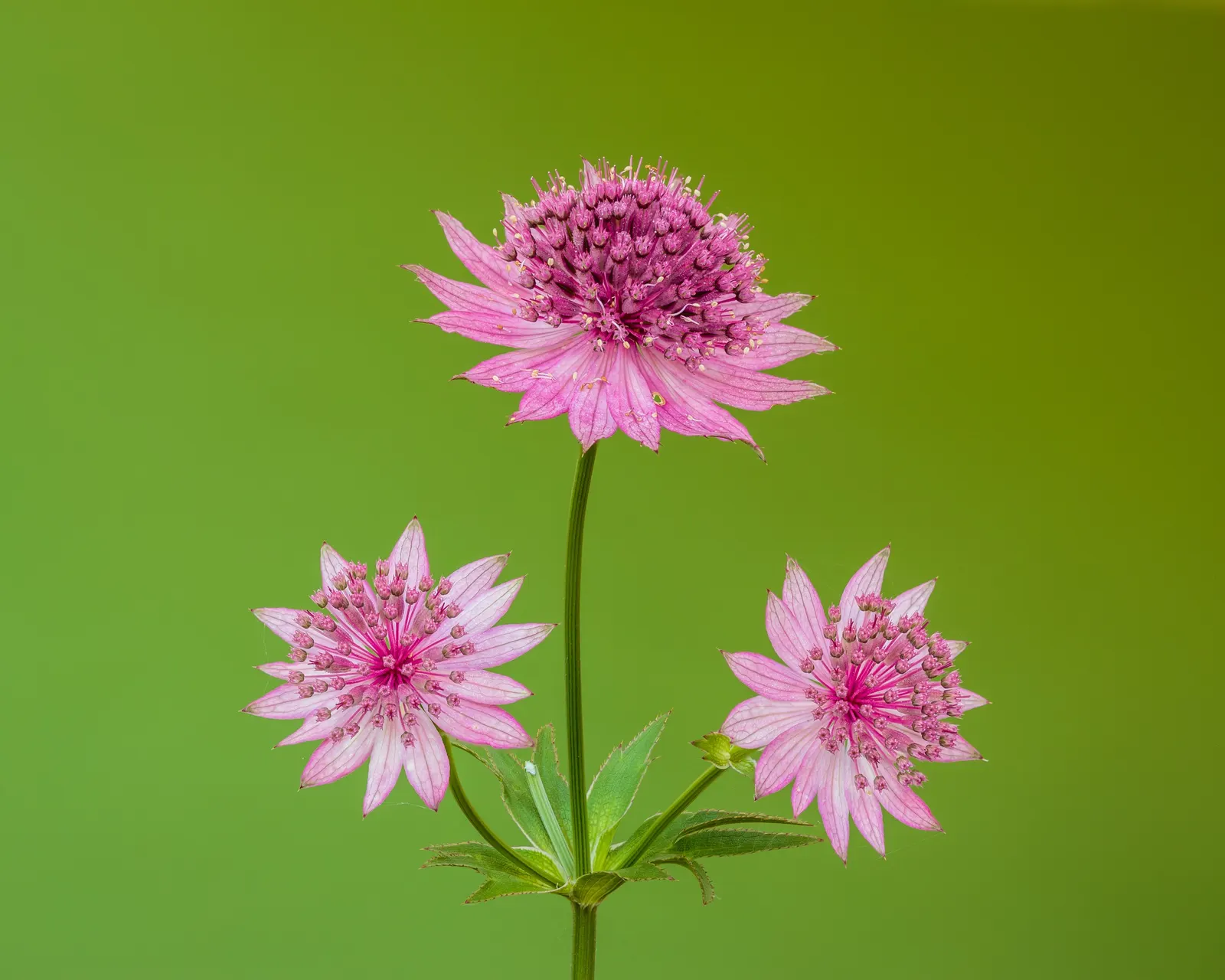 Masterwort (Astrantia Major) — showcasing its resilience across a variety of climates.<br><br>Masterwort boasts a clump-forming habit; it thrives in USDA