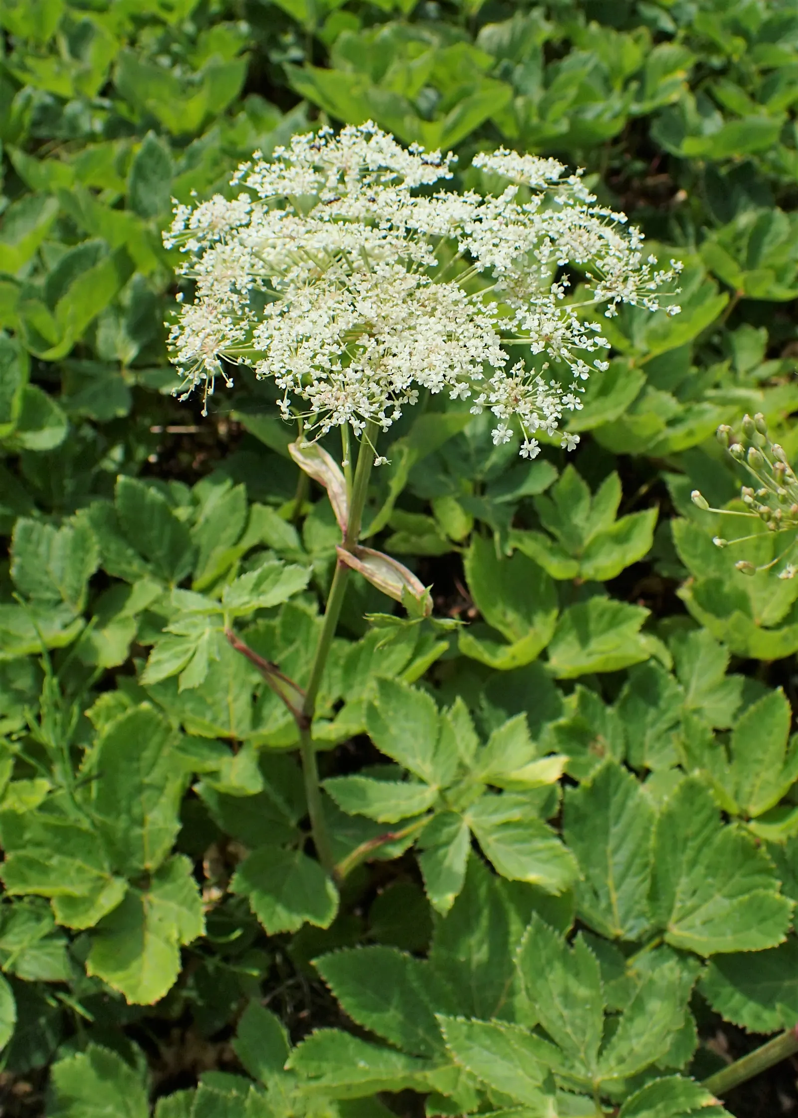 Masterwort (Astrantia Major) — Astrantia major, commonly known as Masterwort, thrives in partial shade, appreciating moist, fertile soil; it‚Äôs, image 59