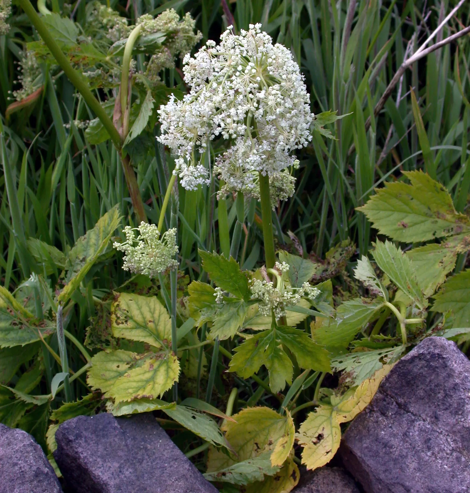 Masterwort (Astrantia Major) — or other shade-loving perennials for a woodland aesthetic; deep green leaves are subtly attractive, image 110