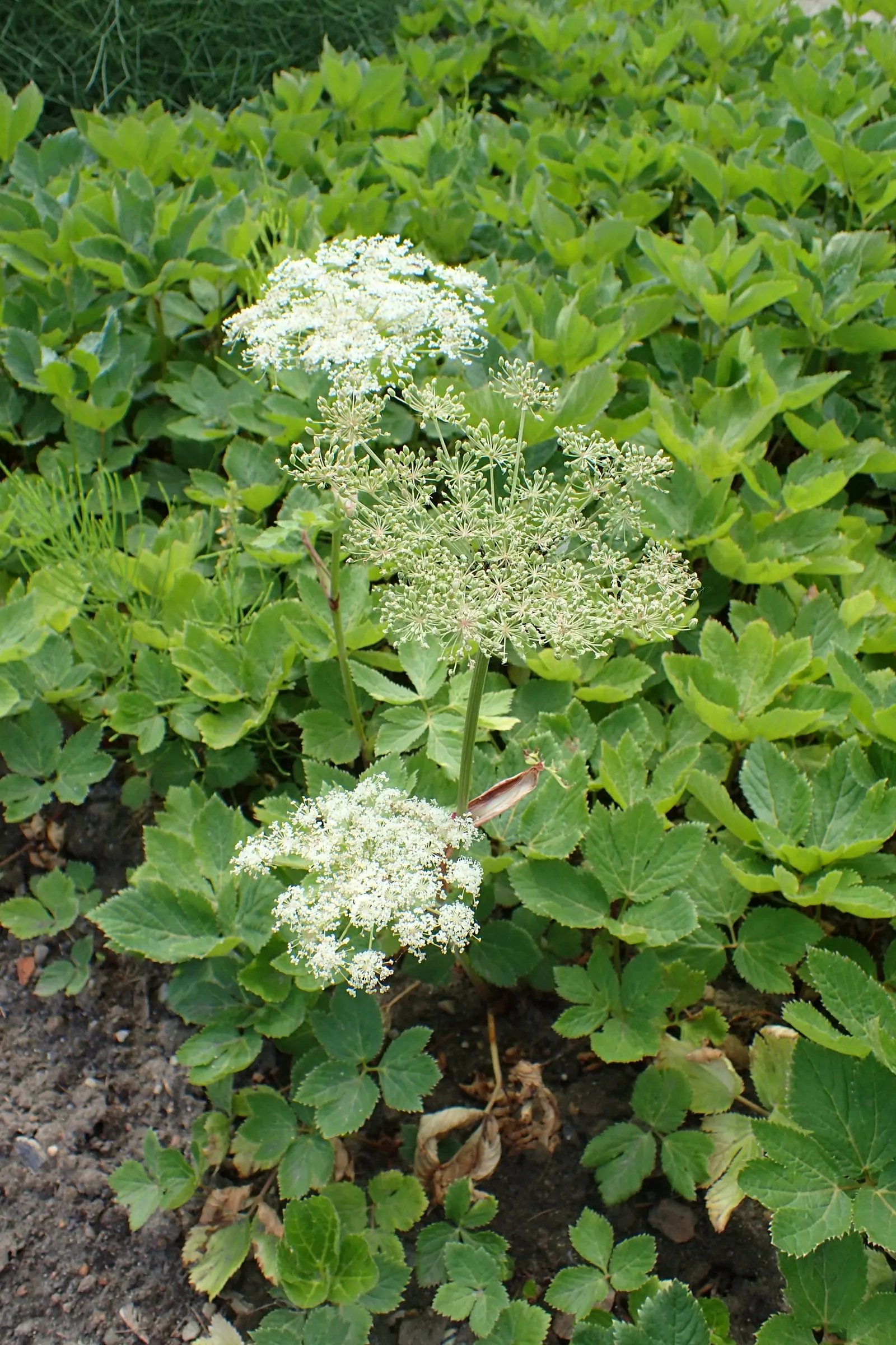 Masterwort (Astrantia Major) — commonly known as Masterwort; showcasing its resilience across a variety of climates.<br><br>Masterwort boasts a, image 93