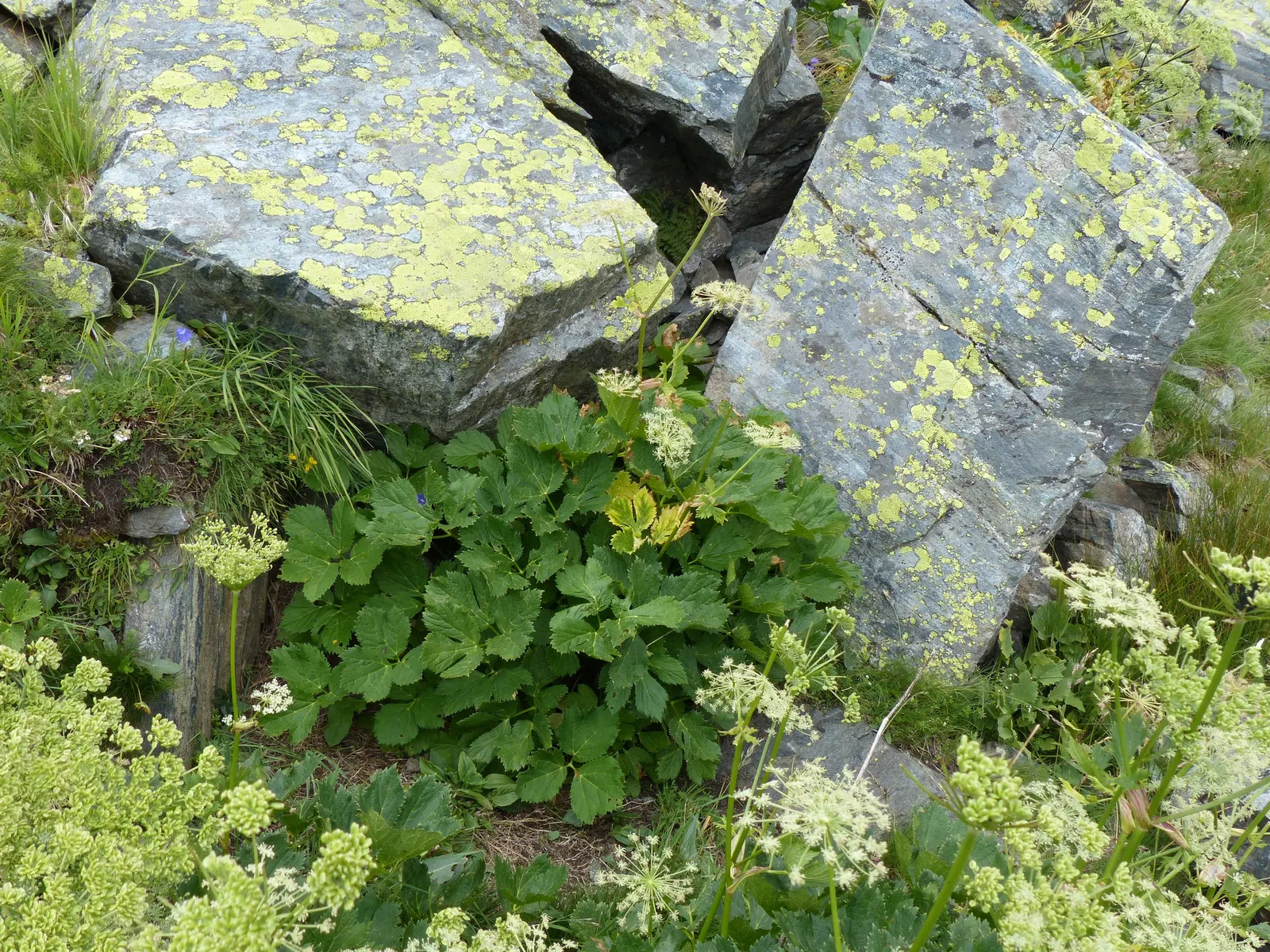 Masterwort (Astrantia Major) — but the true allure lies in its distinctive; native to mountain meadows and grasslands of Central and Eastern Europe