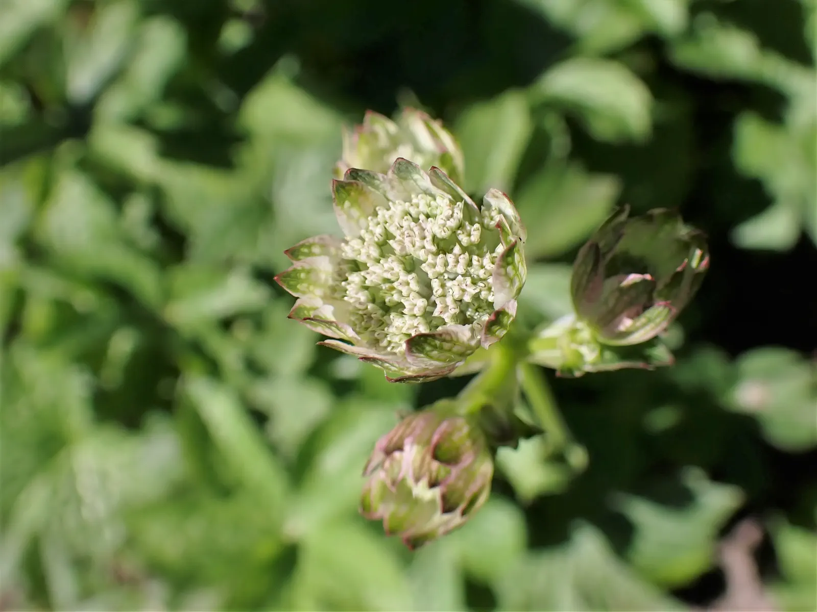 Masterwort (Astrantia Major) — Native to mountain meadows and grasslands of Central and Eastern Europe; its unique blooms also make it a favorite, image 124
