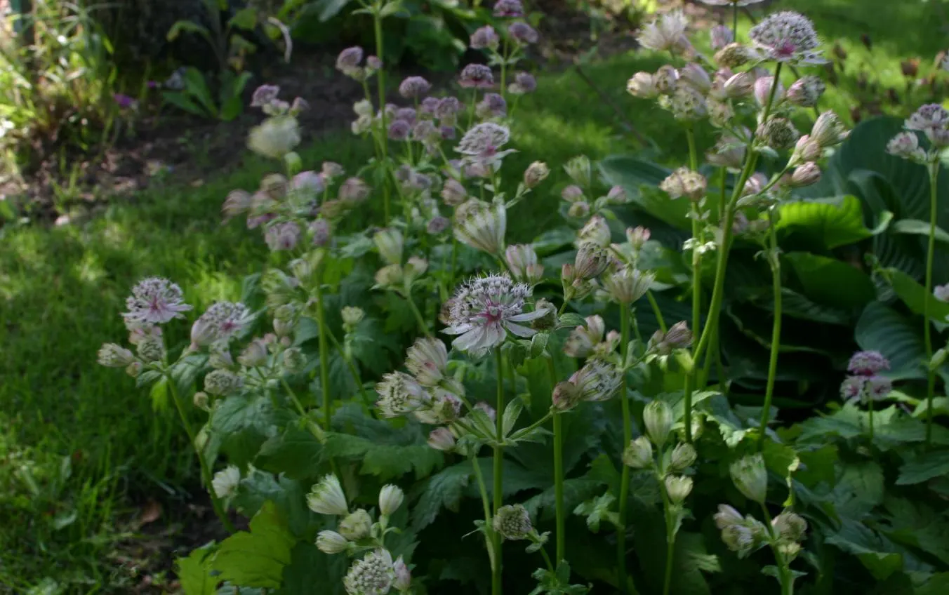 Masterwort (Astrantia Major) — Ideal soil pH ranges from neutral to slightly acidic; annual / herb with pink and white blooms, image 137