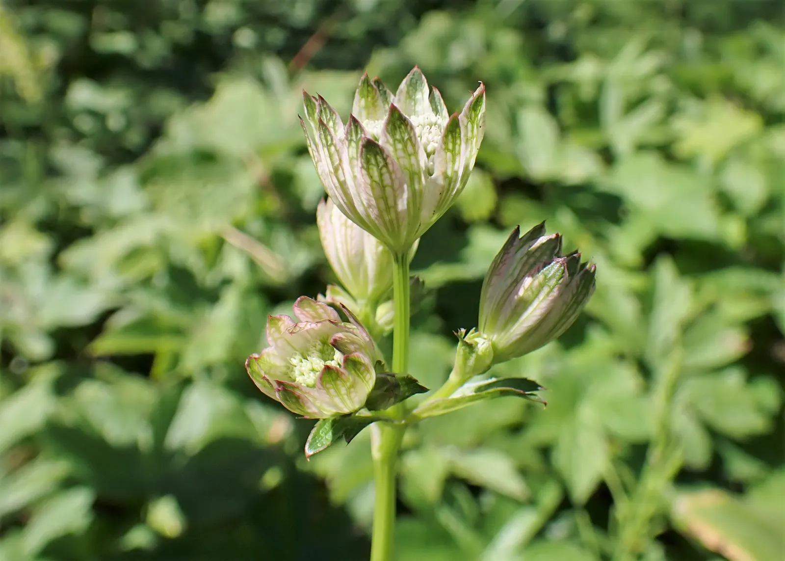Masterwort (Astrantia Major) — It‚Äôs ideal for border plantings and woodland gardens, attracting pollinators while resisting deer; attracting both, image 120