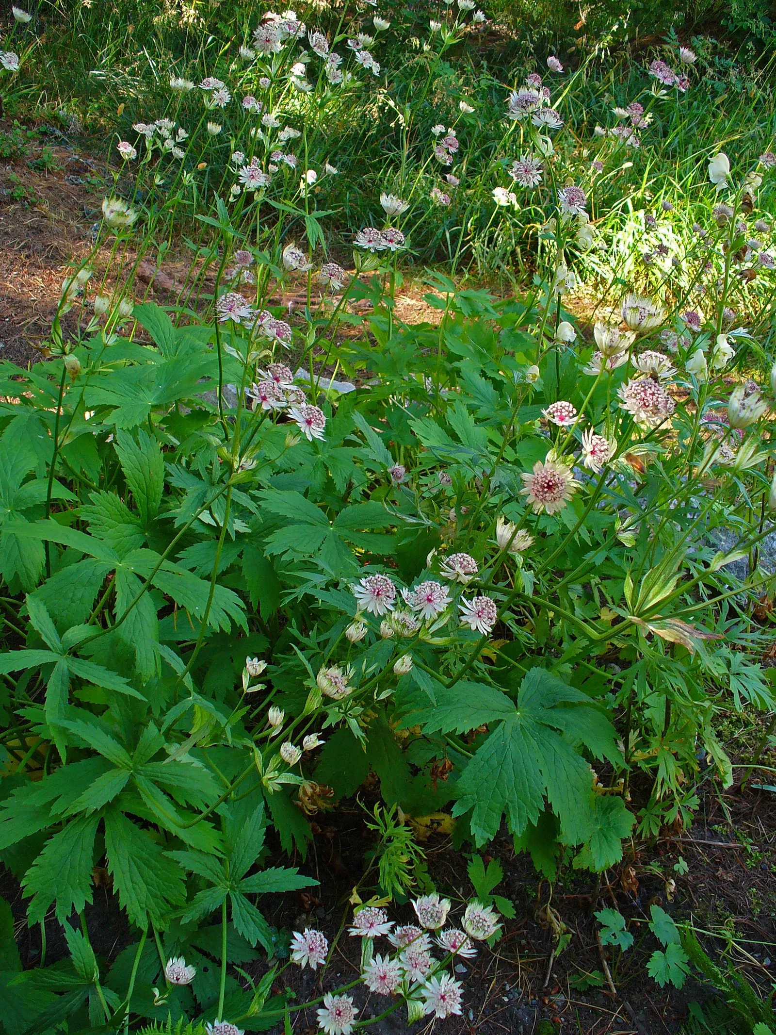 Masterwort (Astrantia Major) — Flowering occurs from early to mid-summer; is an herbaceous perennial that adds a touch of understated elegance to, image 134
