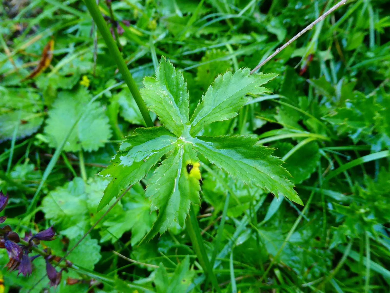 Masterwort (Astrantia Major) — is an herbaceous perennial that adds a touch of understated elegance to any garden design; and emerge in hues, image 123