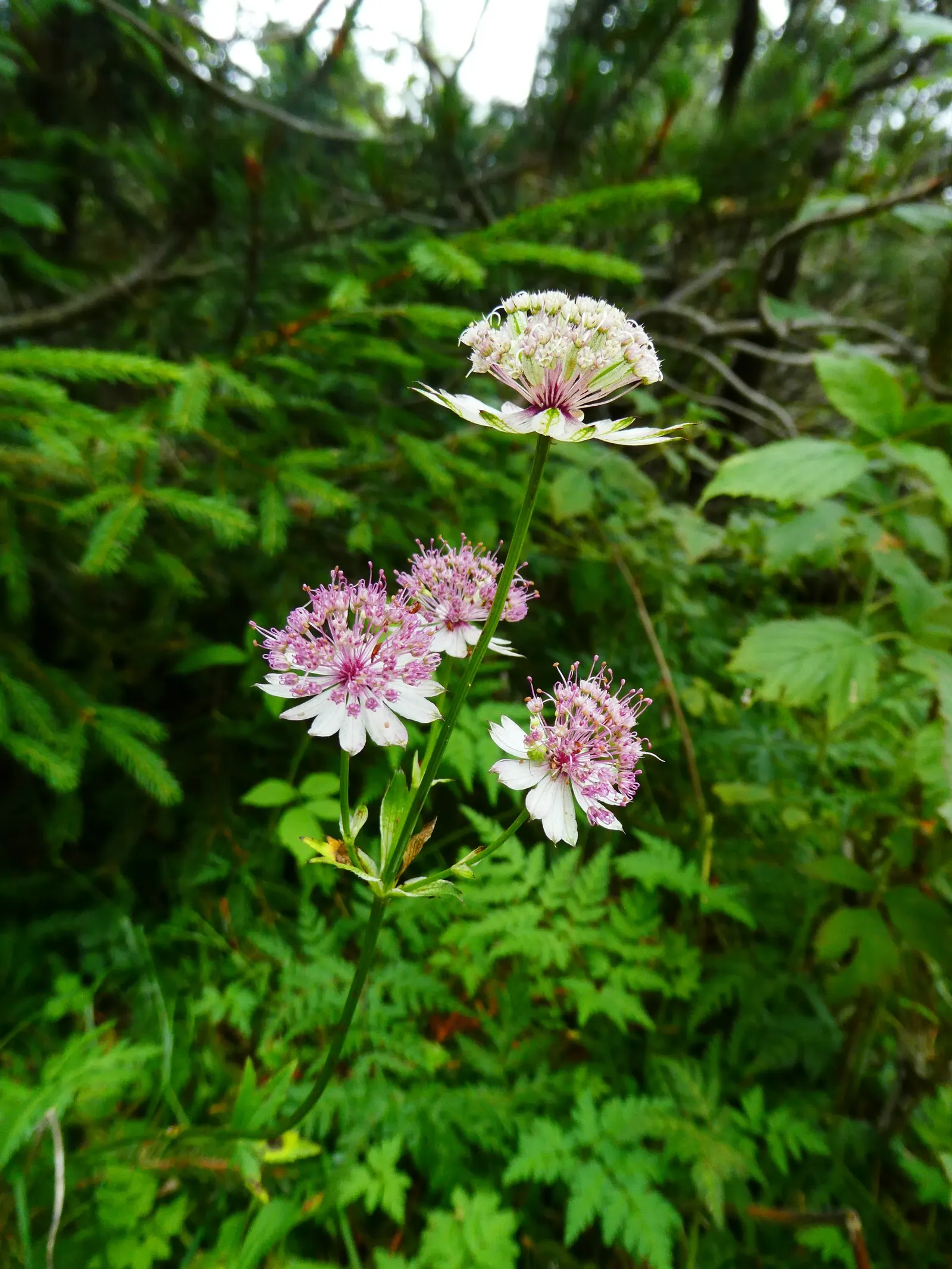 Masterwort (Astrantia Major) — consider pairing it with ferns; commonly known as Masterwort