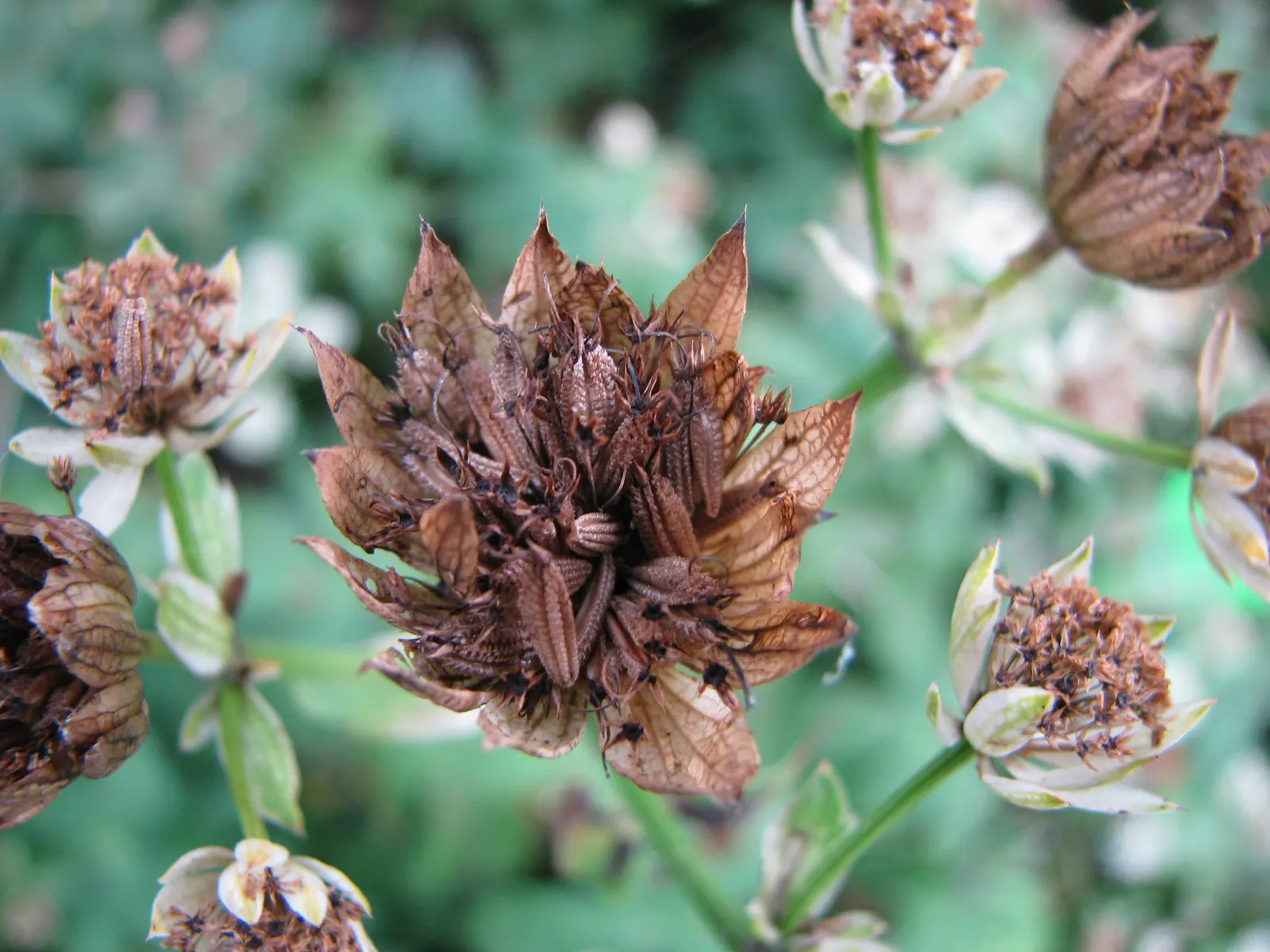 Masterwort (Astrantia Major) — commonly known as Masterwort; showcasing its resilience across a variety of climates.<br><br>Masterwort boasts a, image 122