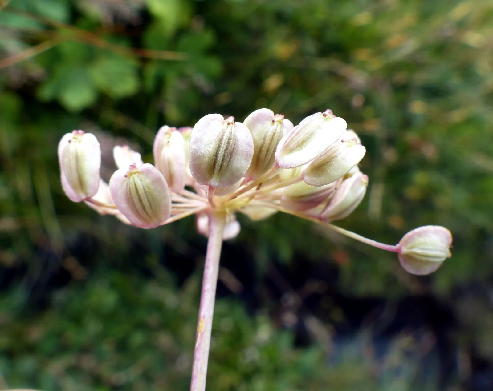Masterwort (Astrantia Major) — but the true allure lies in its distinctive