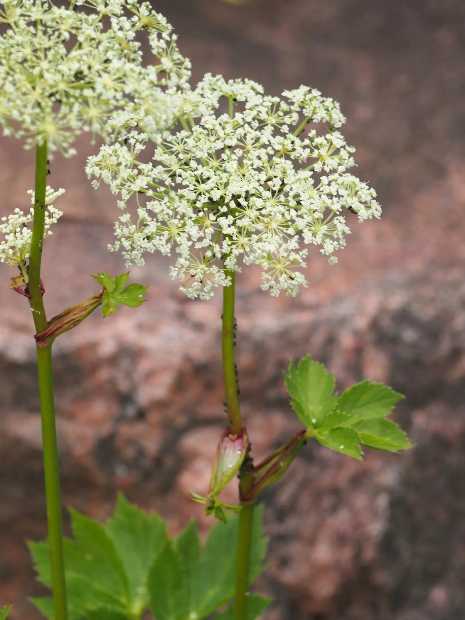 Masterwort (Astrantia Major) — deep green leaves are subtly attractive; astrantia major, commonly known as Masterwort, thrives in partial shade, image 100