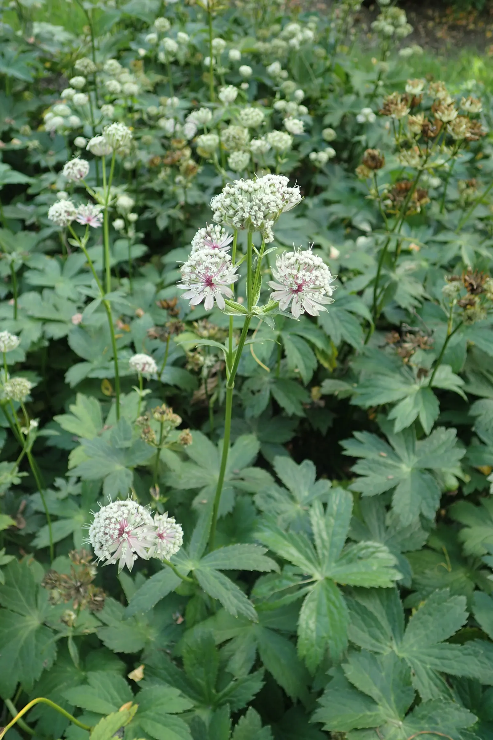 Masterwort (Astrantia Major) — but the true allure lies in its distinctive; native to mountain meadows and grasslands of Central and Eastern Europe, image 101