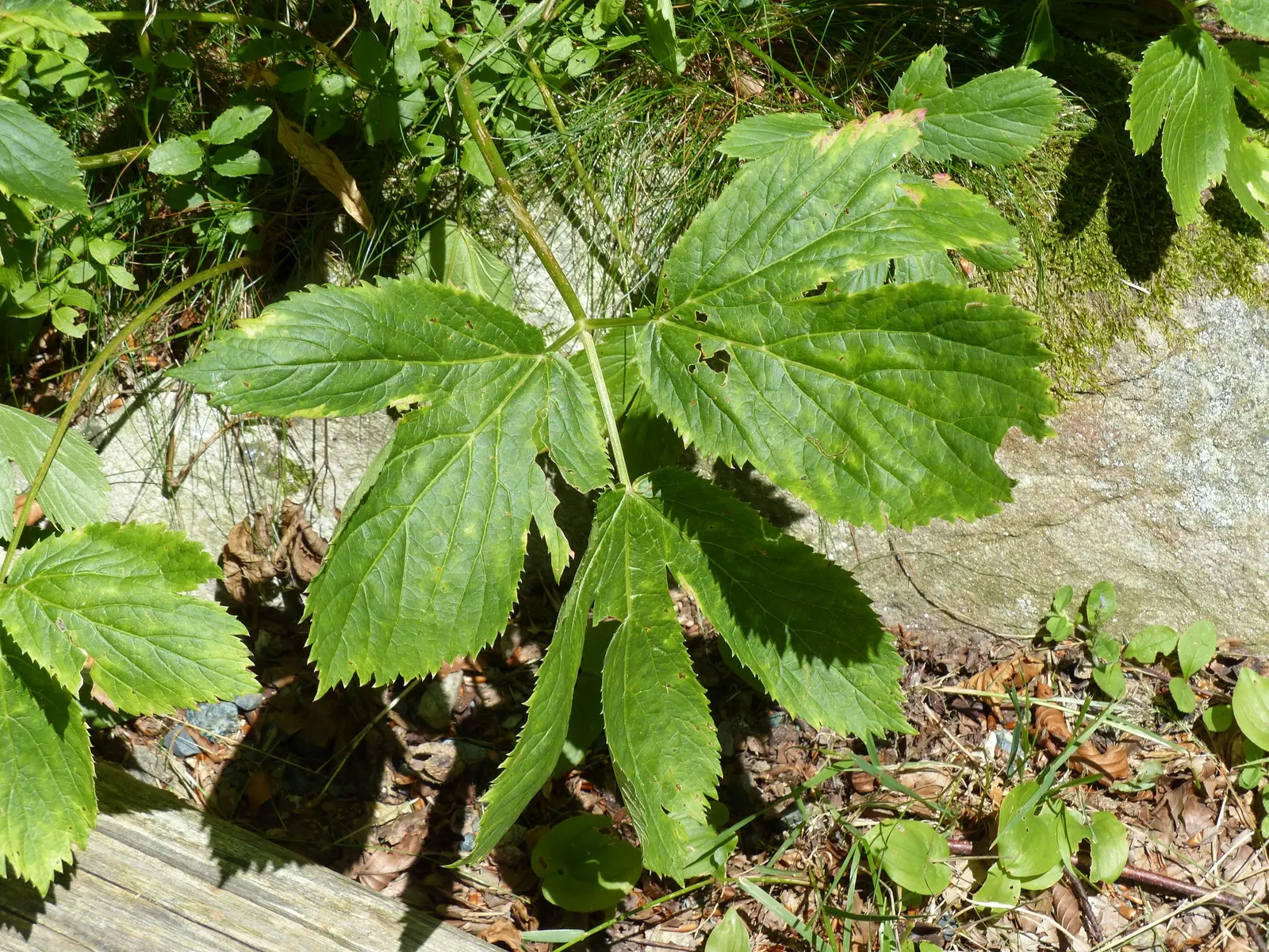 Masterwort (Astrantia Major) — typically reaching a size of 1.5 to 2.5 feet tall and 1 to 1.5 feet wide; each nestled within a star-shaped bract, image 69