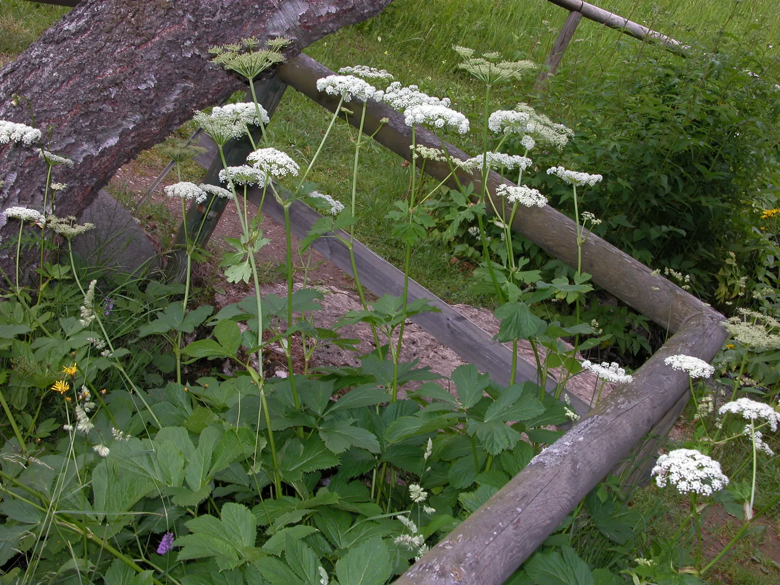 Masterwort (Astrantia Major) — This perennial displays intricate; typically reaching a size of 1.5 to 2.5 feet tall and 1 to 1.5 feet wide