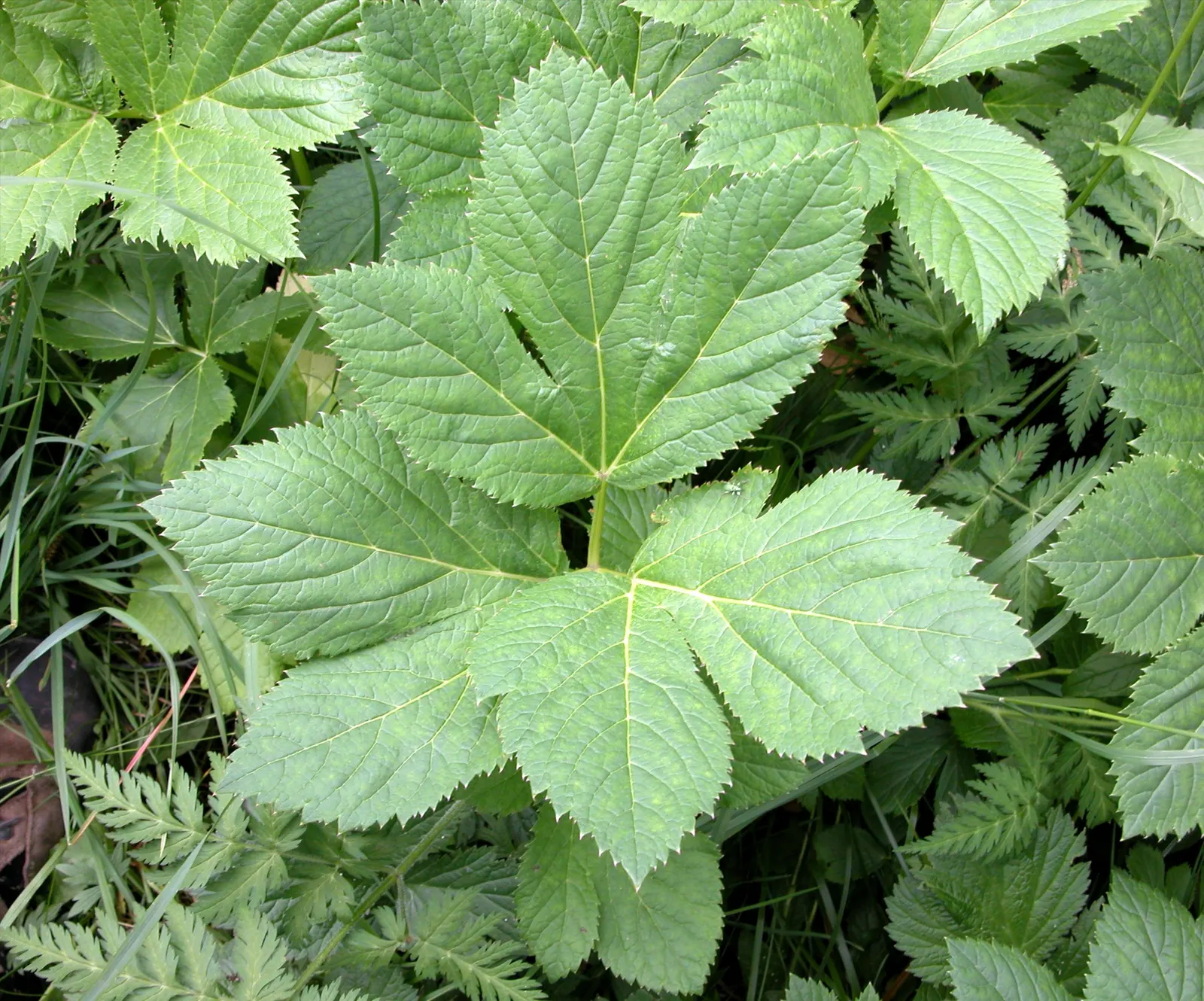 Masterwort (Astrantia Major) — making it a versatile mid-border selection; or other shade-loving perennials for a woodland aesthetic, image 70