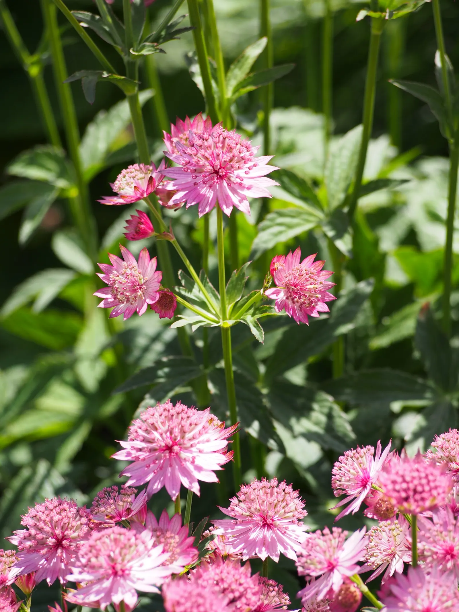 Masterwort (Astrantia Major) — Its unique blooms also make it a favorite for bouquet filler; it requires rich, humusy, and consistently moist soil, image 82