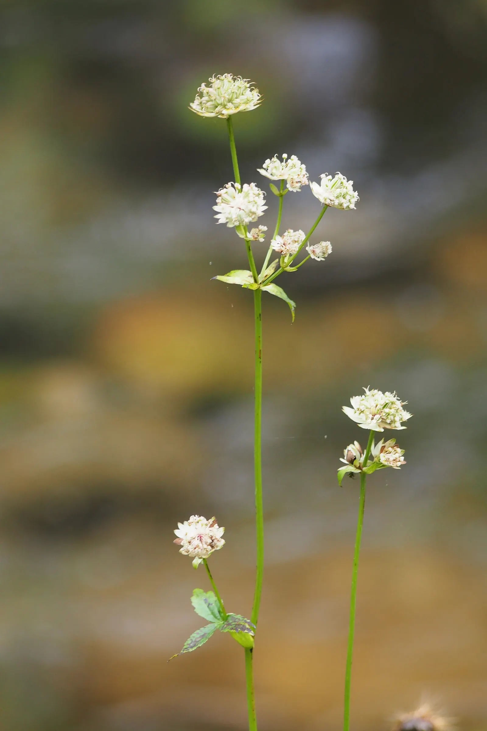 Masterwort (Astrantia Major) — Flowering occurs from early to mid-summer; is an herbaceous perennial that adds a touch of understated elegance to, image 76
