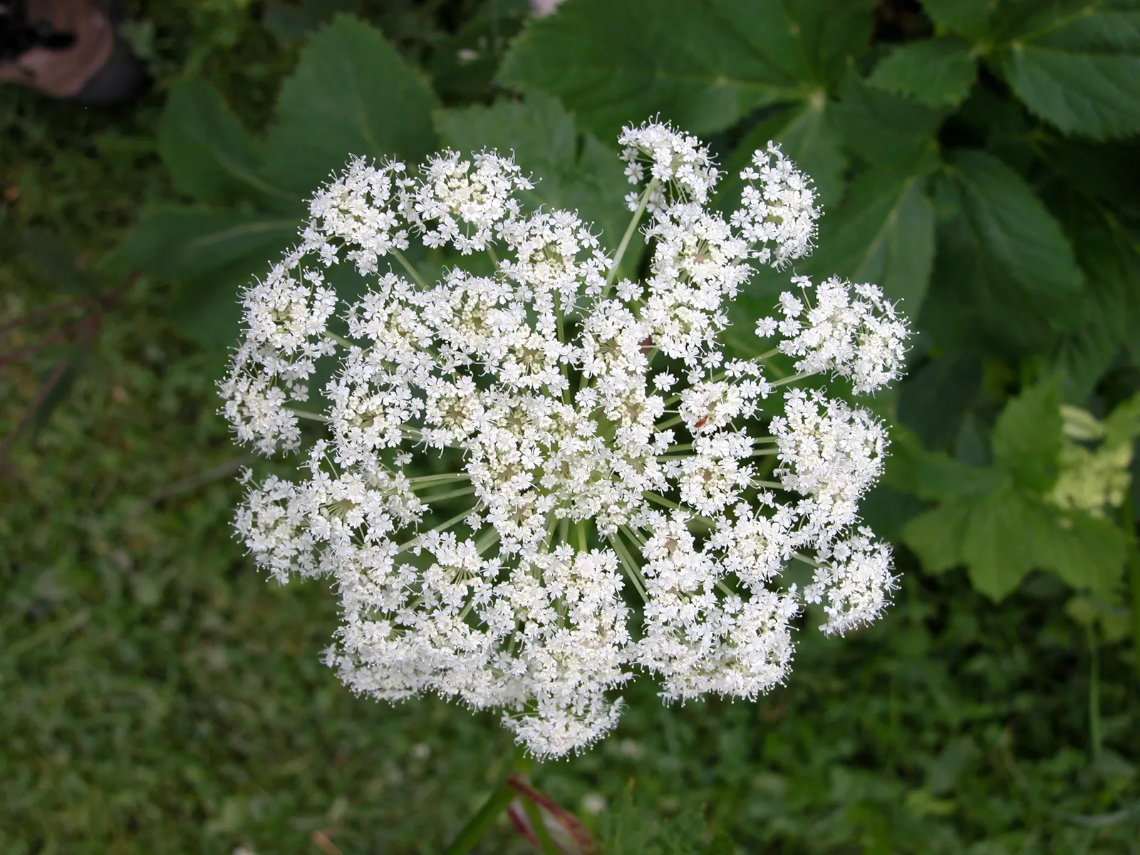 Masterwort (Astrantia Major) — Native to mountain meadows and grasslands of Central and Eastern Europe; its unique blooms also make it a favorite, image 66