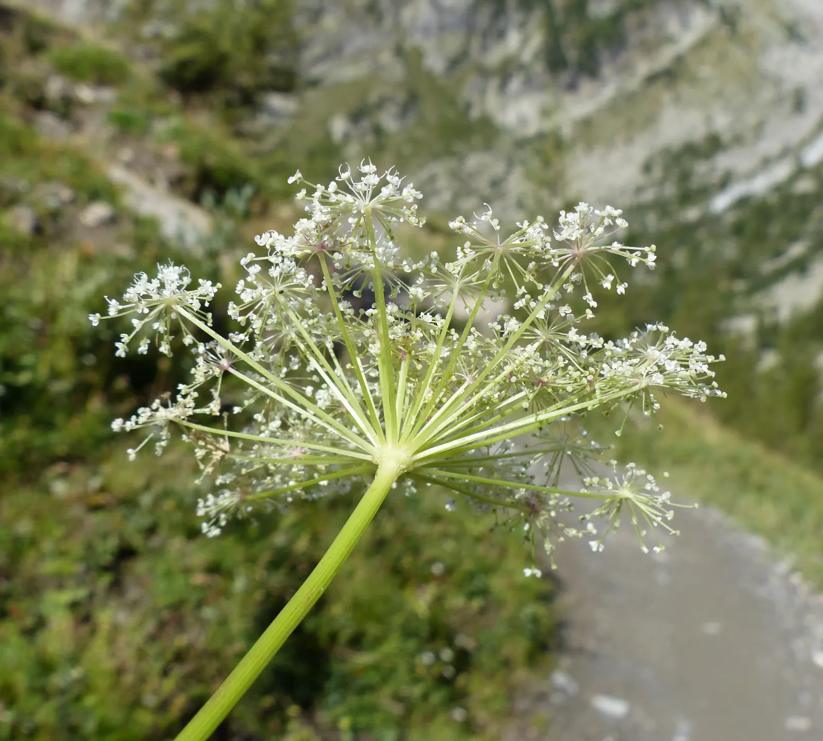 Masterwort (Astrantia Major) — Flowering from June to August, it reaches 1.5 to 2.5 feet in height, with a similar spread; flowering occurs from early to
