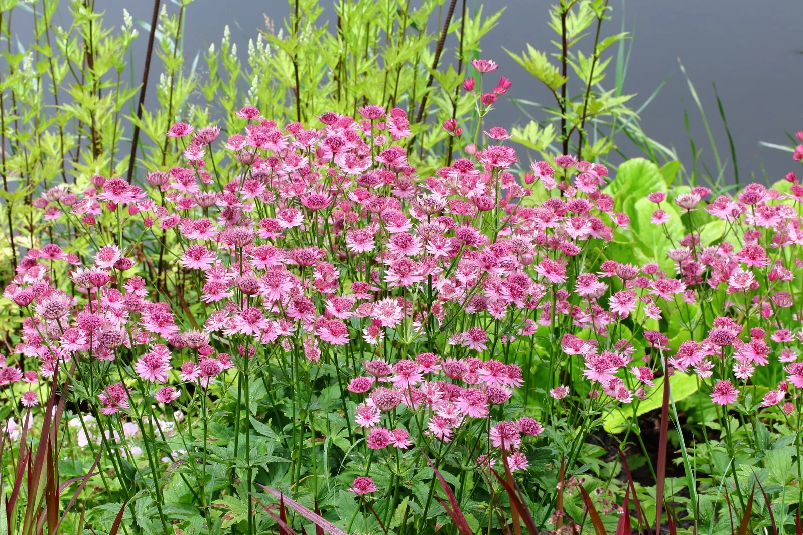 Masterwort (Astrantia Major) — deep green leaves are subtly attractive; astrantia major, commonly known as Masterwort, thrives in partial shade, image 71