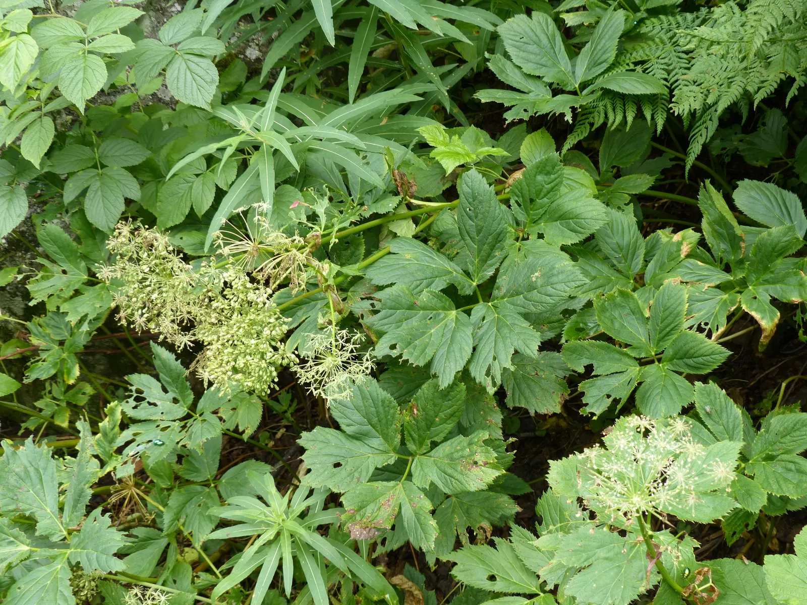 Masterwort (Astrantia Major) — and emerge in hues ranging from white and pink to a deep ruby red; annual / herb for half or shade, image 133