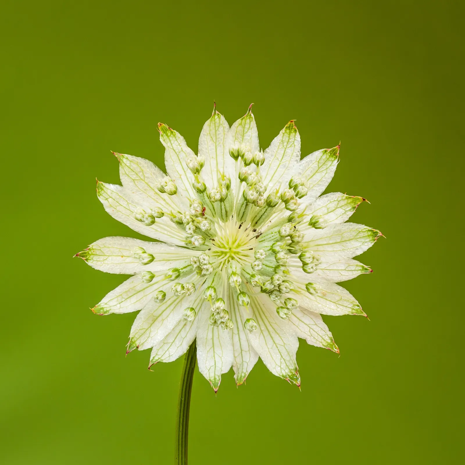 Masterwort (Astrantia Major) — Ideal soil pH ranges from neutral to slightly acidic; annual / herb with pink and white blooms