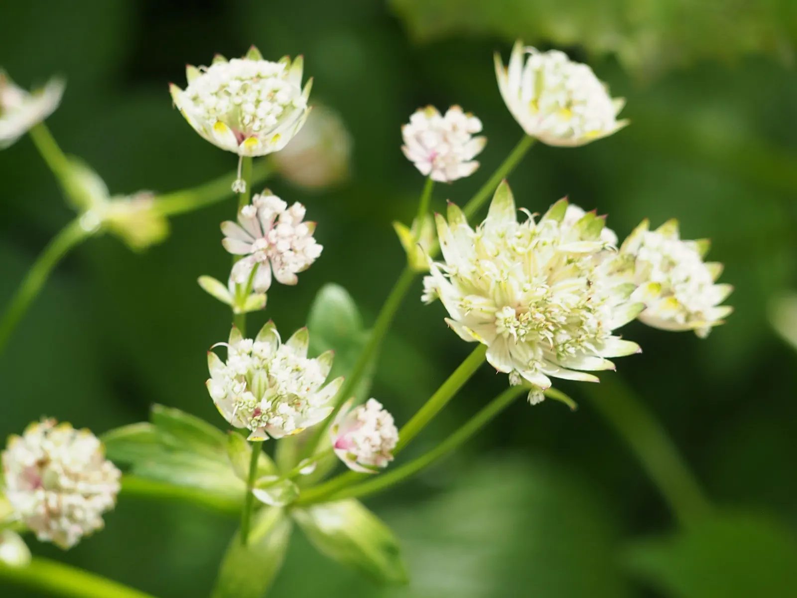 Masterwort (Astrantia Major) — Astrantia major, commonly known as Masterwort, thrives in partial shade, appreciating moist, fertile soil; it‚Äôs, image 146