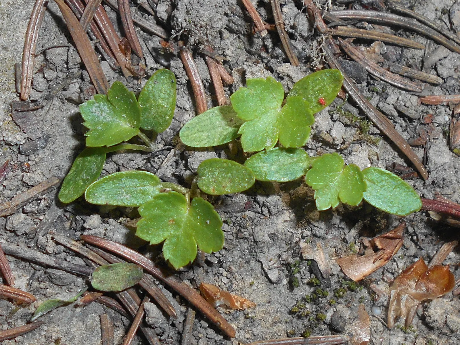 Masterwort (Astrantia Major) — each nestled within a star-shaped bract; consider pairing it with ferns, image 103