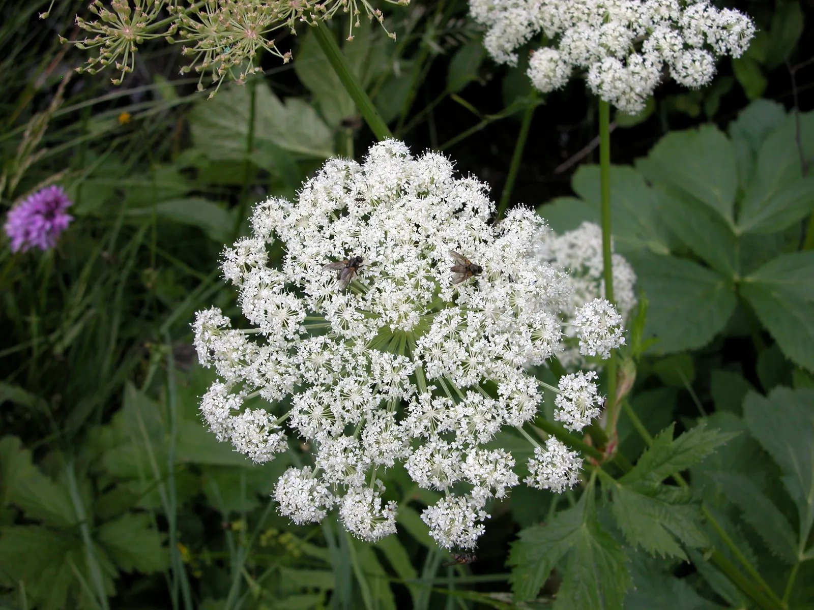 Masterwort (Astrantia Major) — pink and white flowers in the garden; making it a versatile mid-border selection, image 85
