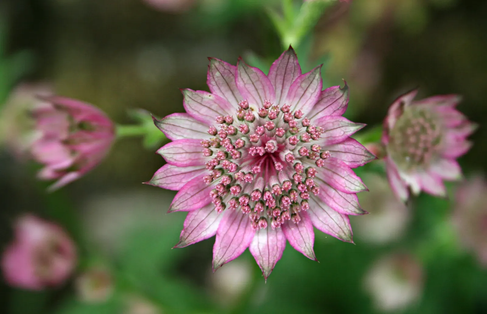 Masterwort (Astrantia Major) — Masterwort rewards gardeners with a long-lasting and ethereal addition to their outdoor spaces; zones 4 to 7 ensure, image 142