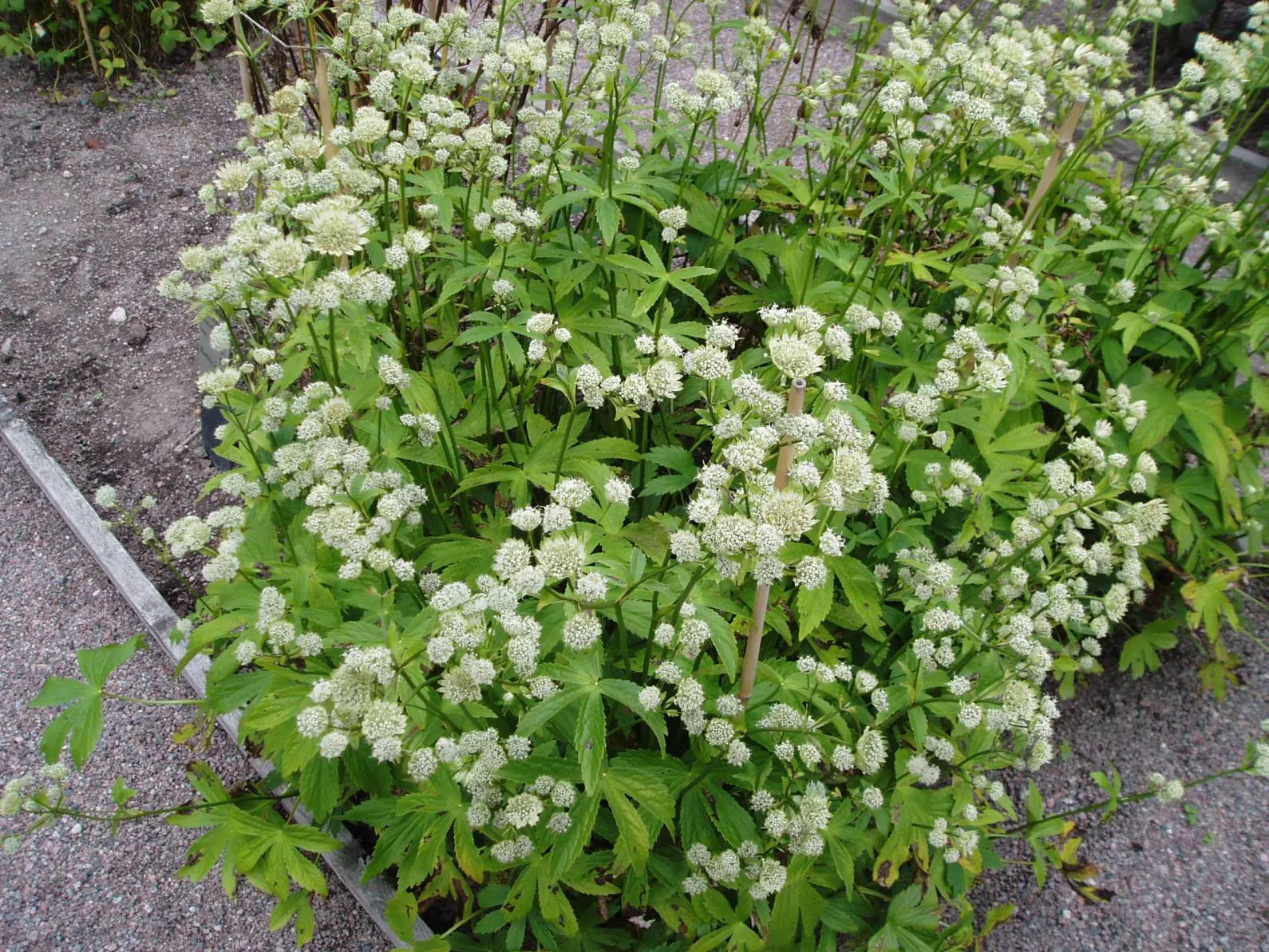 Masterwort (Astrantia Major) — Flowering occurs from early to mid-summer