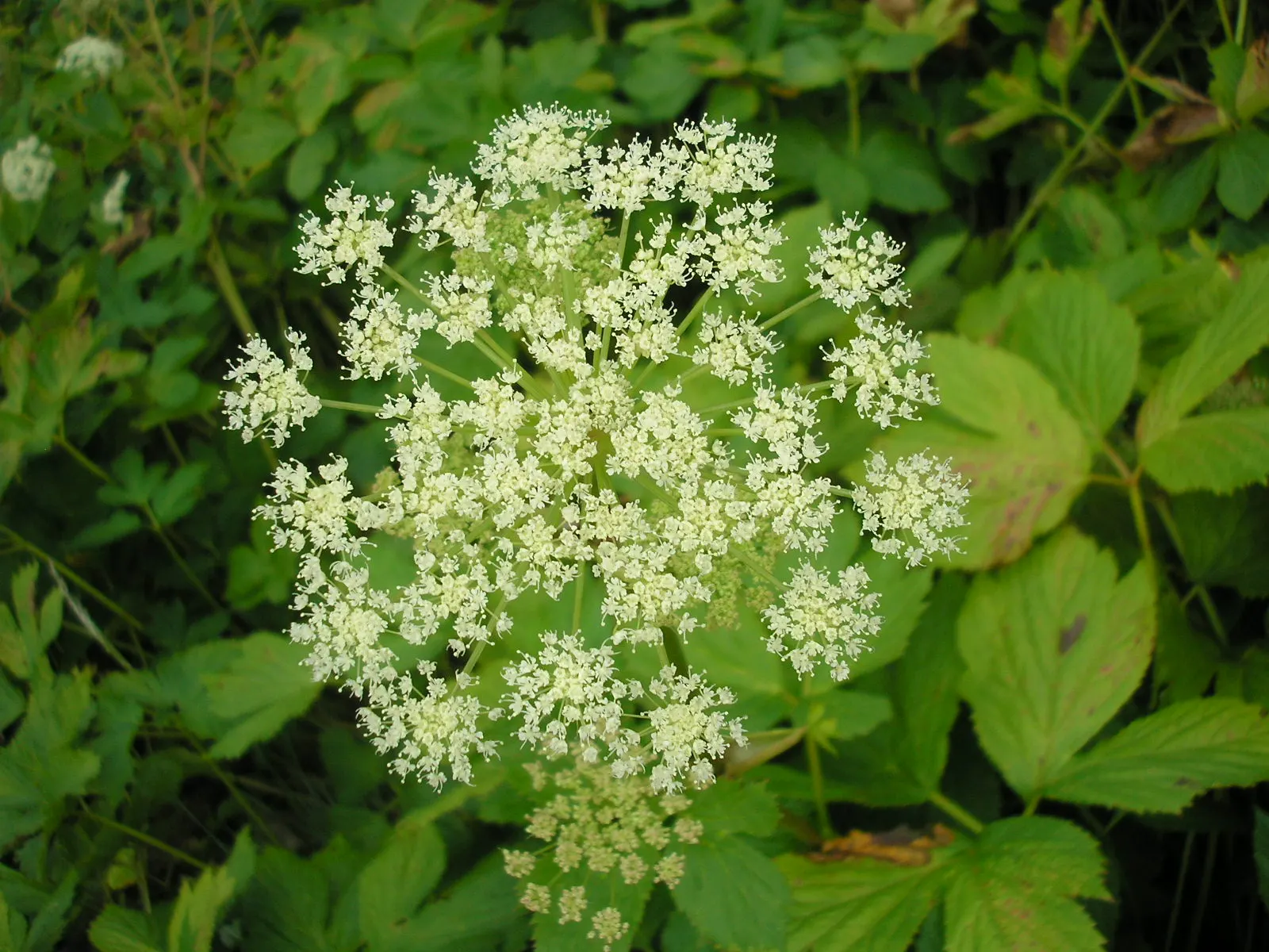 Masterwort (Astrantia Major) — commonly known as Masterwort