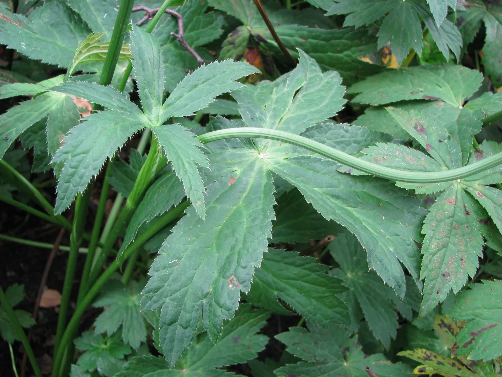 Masterwort (Astrantia Major) — Ideal soil pH ranges from neutral to slightly acidic