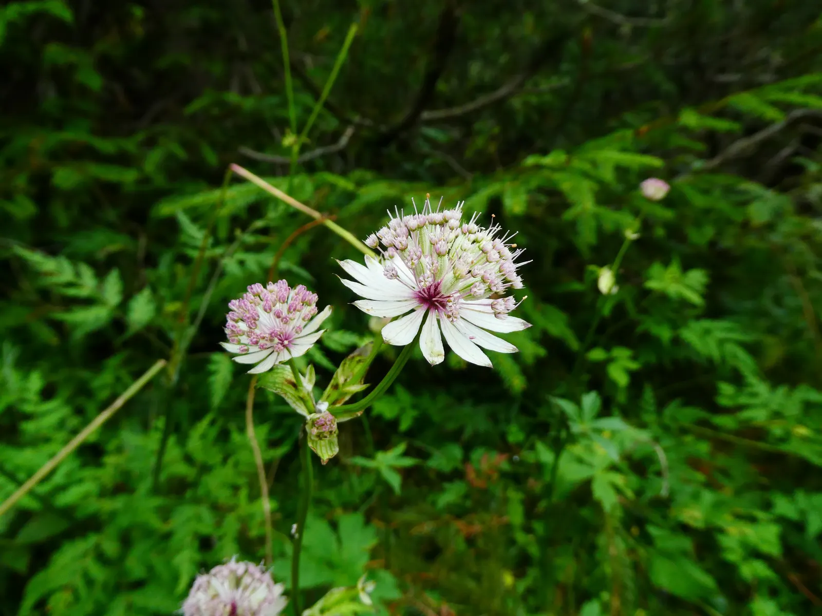 Masterwort (Astrantia Major) — It requires rich, humusy, and consistently moist soil, which mirrors the damp meadows of its native habitat; ideal, image 107