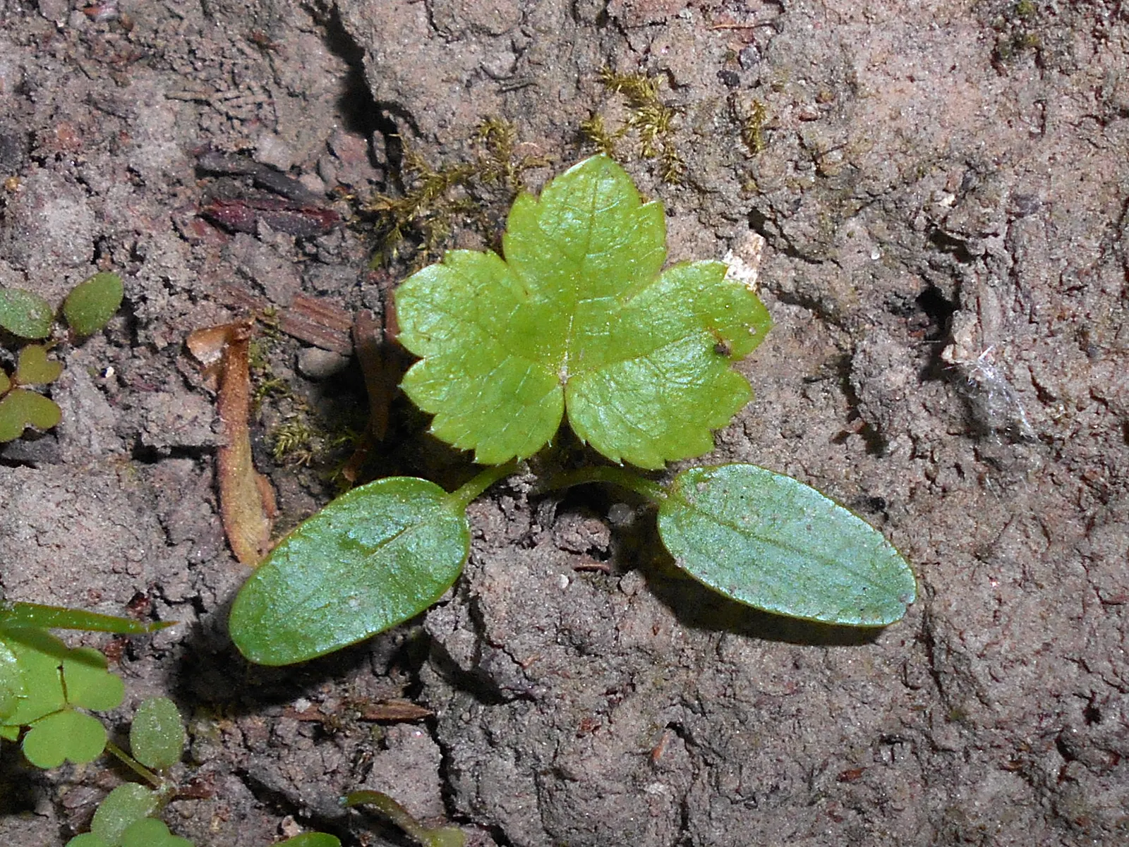 Masterwort (Astrantia Major) — consider pairing it with ferns; commonly known as Masterwort, image 109