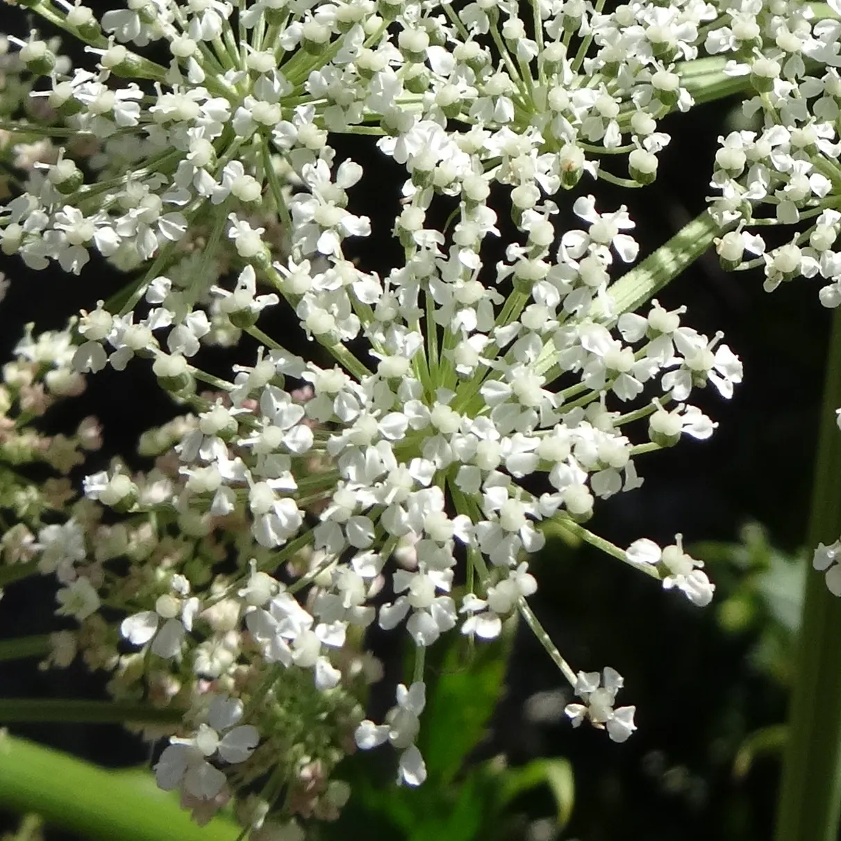 Masterwort (Astrantia Major) — consider pairing it with ferns; commonly known as Masterwort, image 80