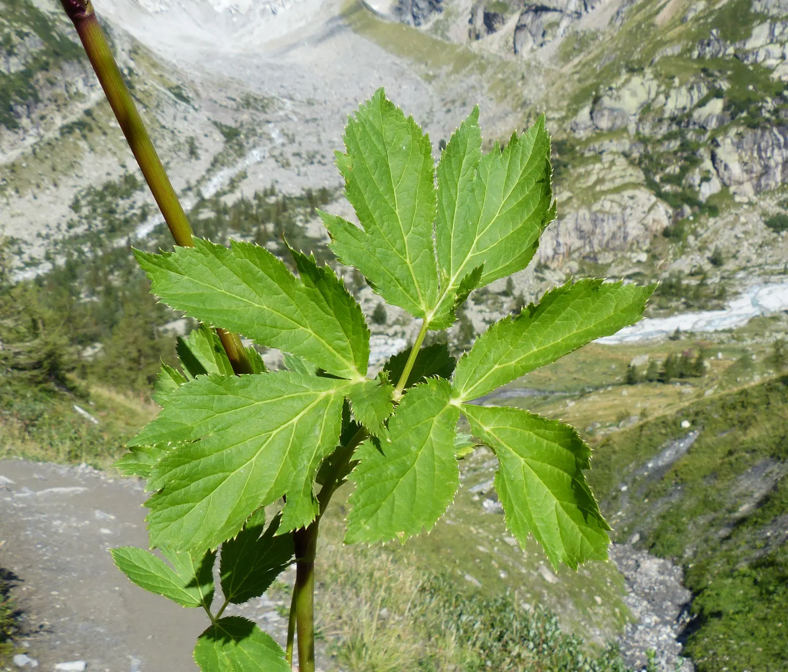 Masterwort (Astrantia Major) — consider pairing it with ferns; commonly known as Masterwort, image 138