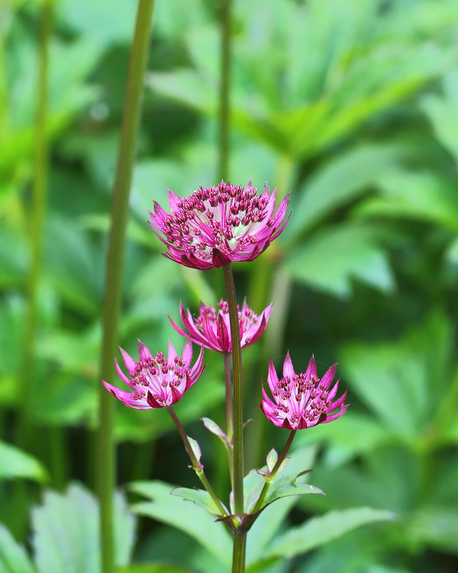 Masterwort (Astrantia Major) — annual / herb with pink and white blooms; though it tolerates full sun in cooler climates provided the soil remains, image 86