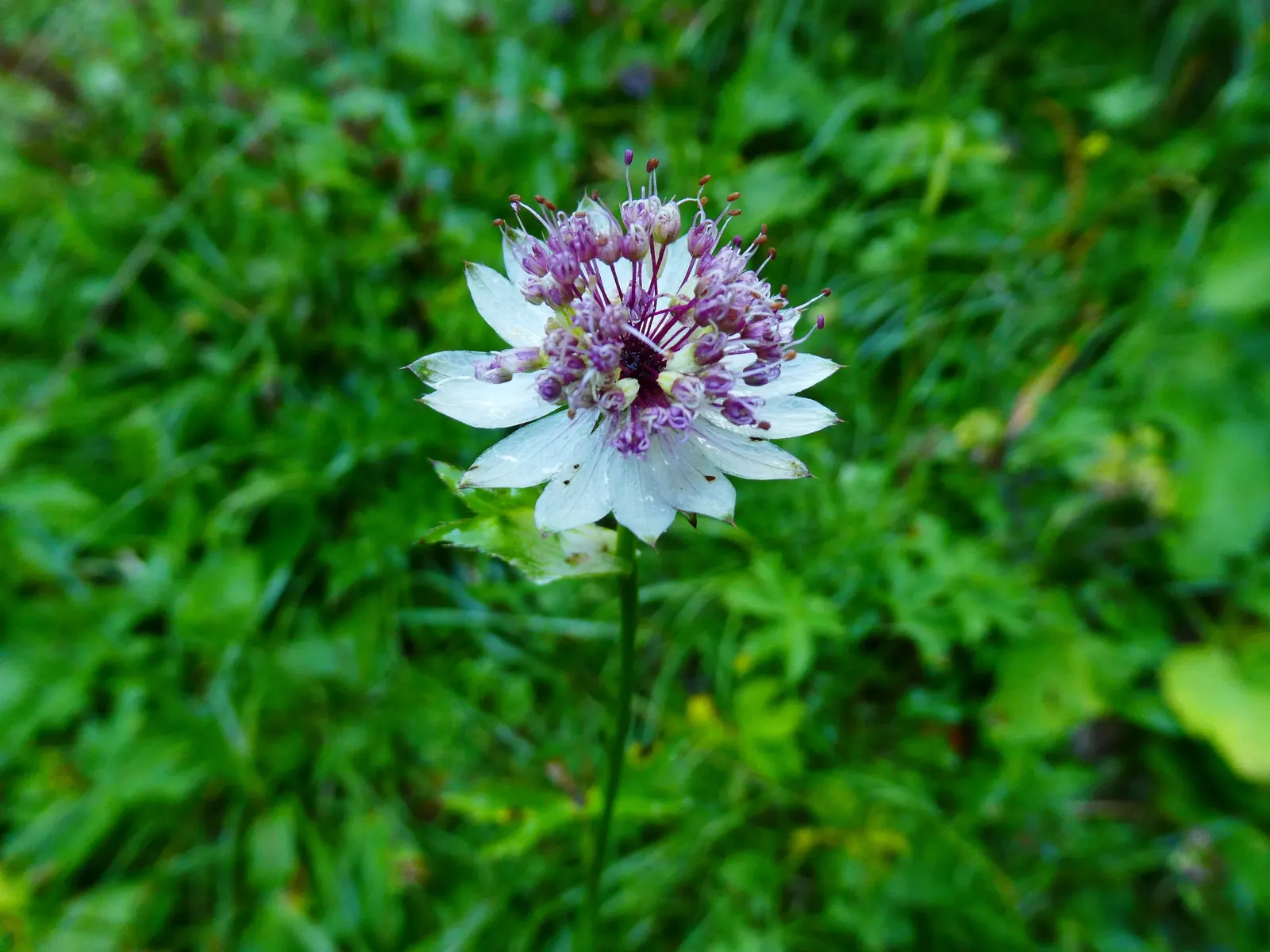 Masterwort (Astrantia Major) — showcasing its resilience across a variety of climates.<br><br>Masterwort boasts a clump-forming habit