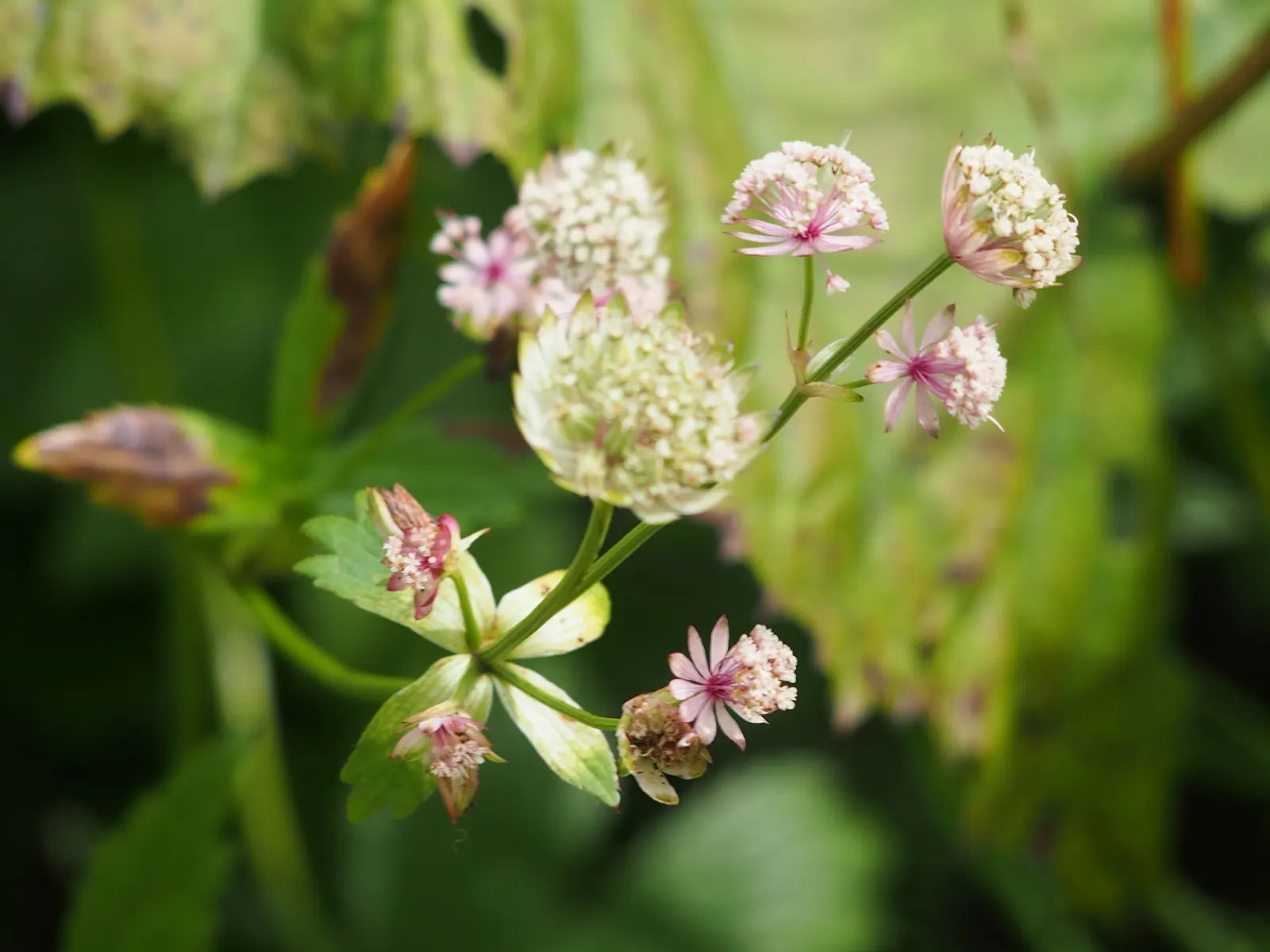 Masterwort (Astrantia Major) — and emerge in hues ranging from white and pink to a deep ruby red; annual / herb for half or shade