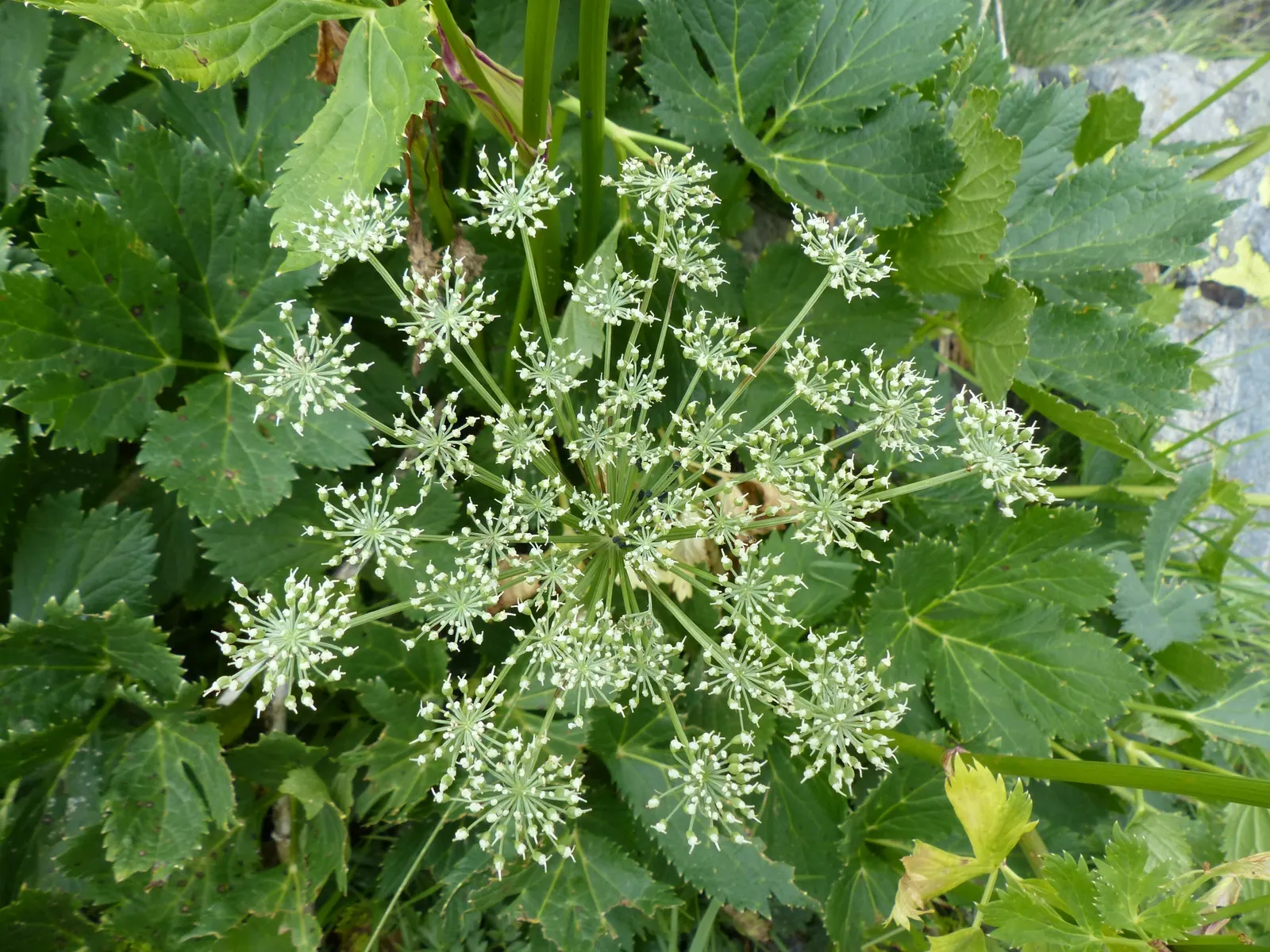 Masterwort (Astrantia Major) — Astrantia major, commonly known as Masterwort, thrives in partial shade, appreciating moist, fertile soil; it‚Äôs ideal for